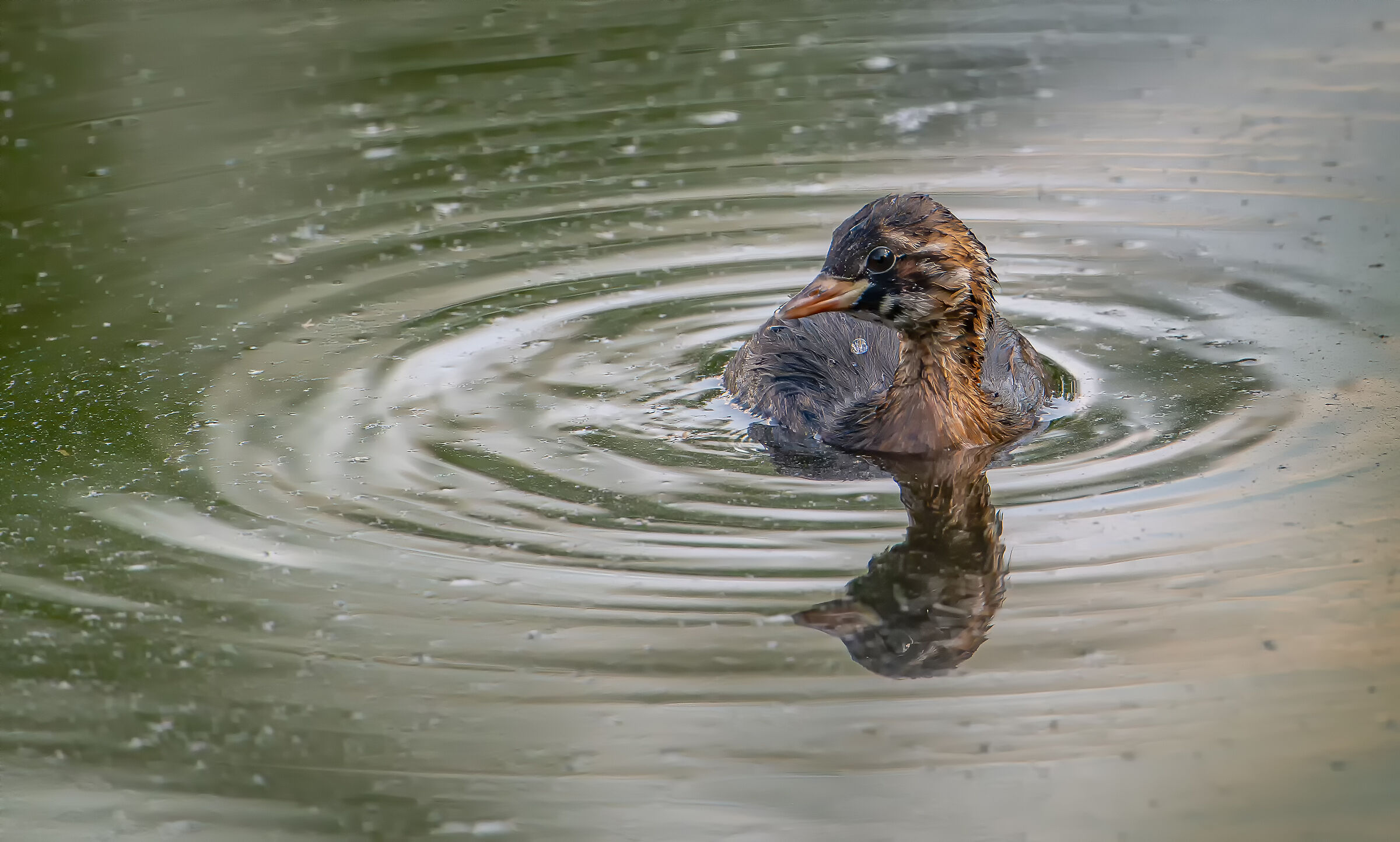 Dabchick