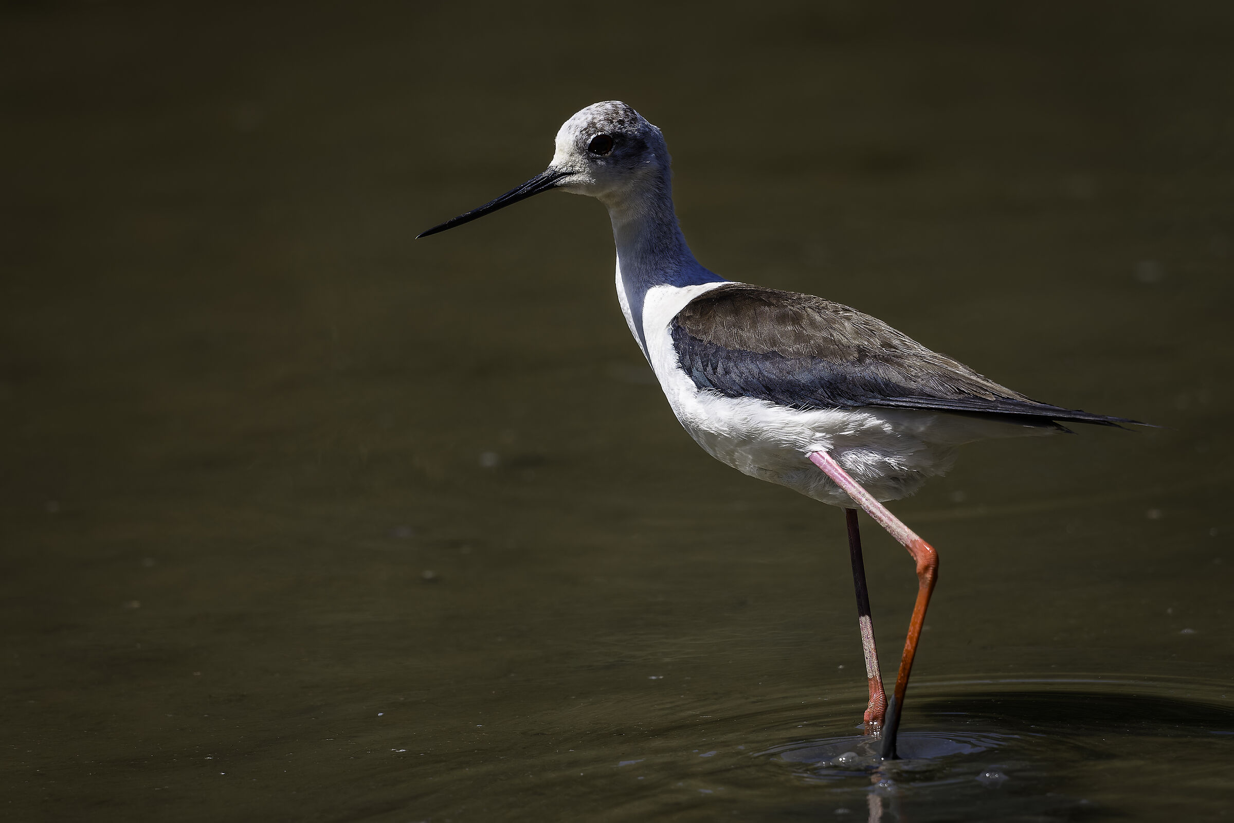 Black-winged Stilt No. 1