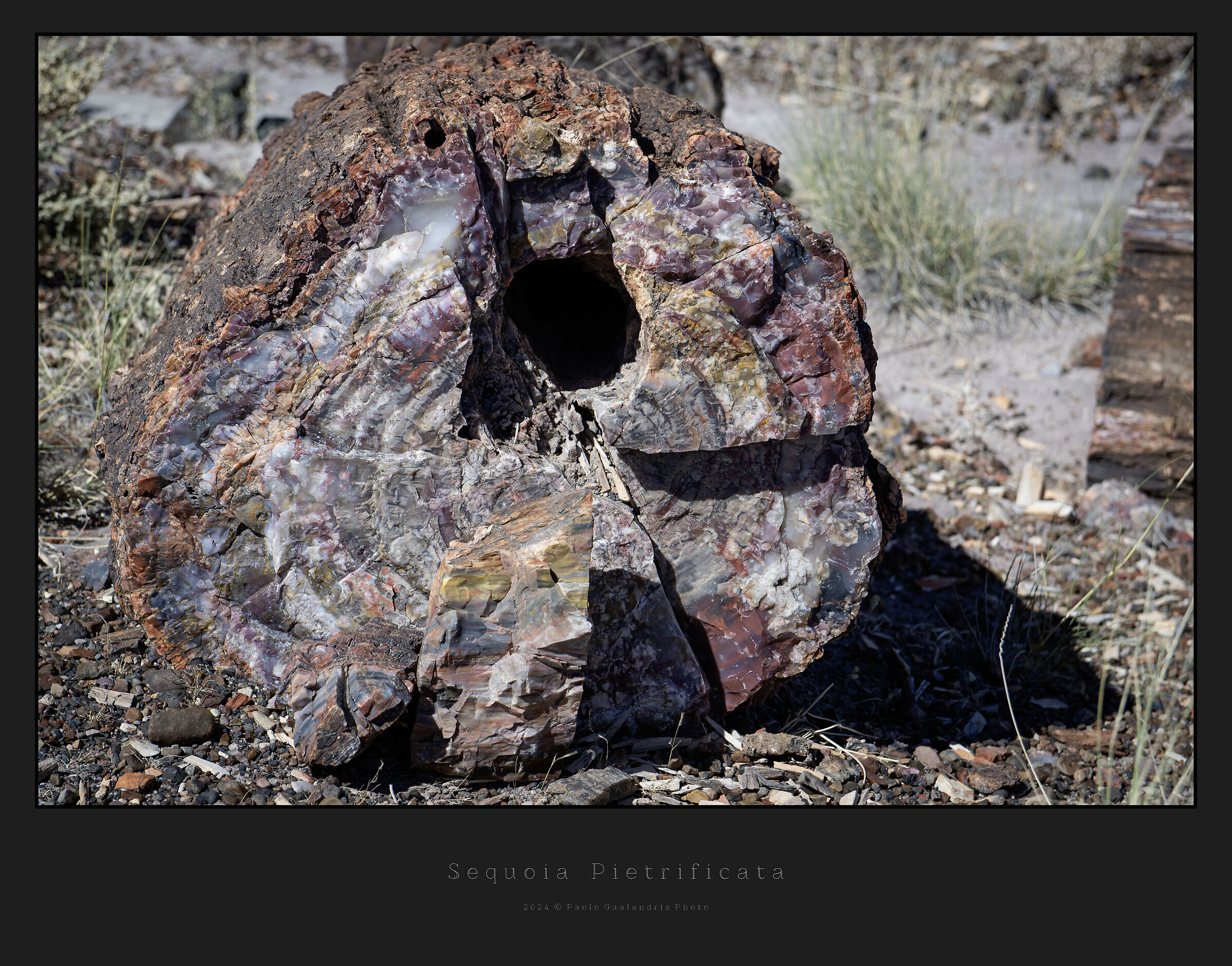 Petrified Sequoia