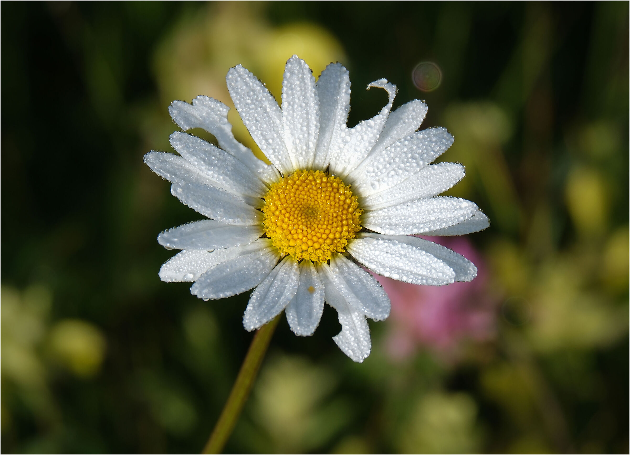 Flower and water drops