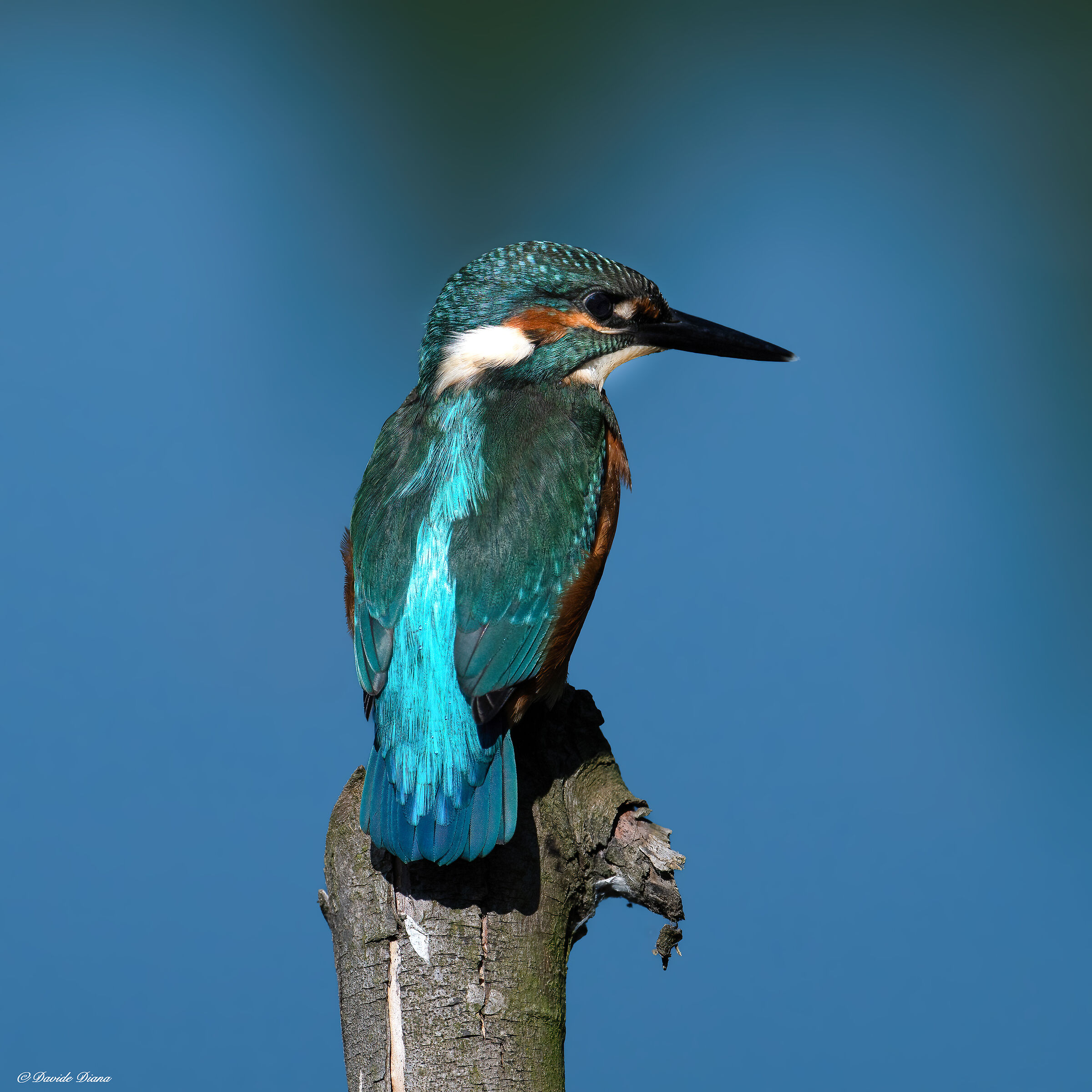 Martin Pescatore - Kingfisher