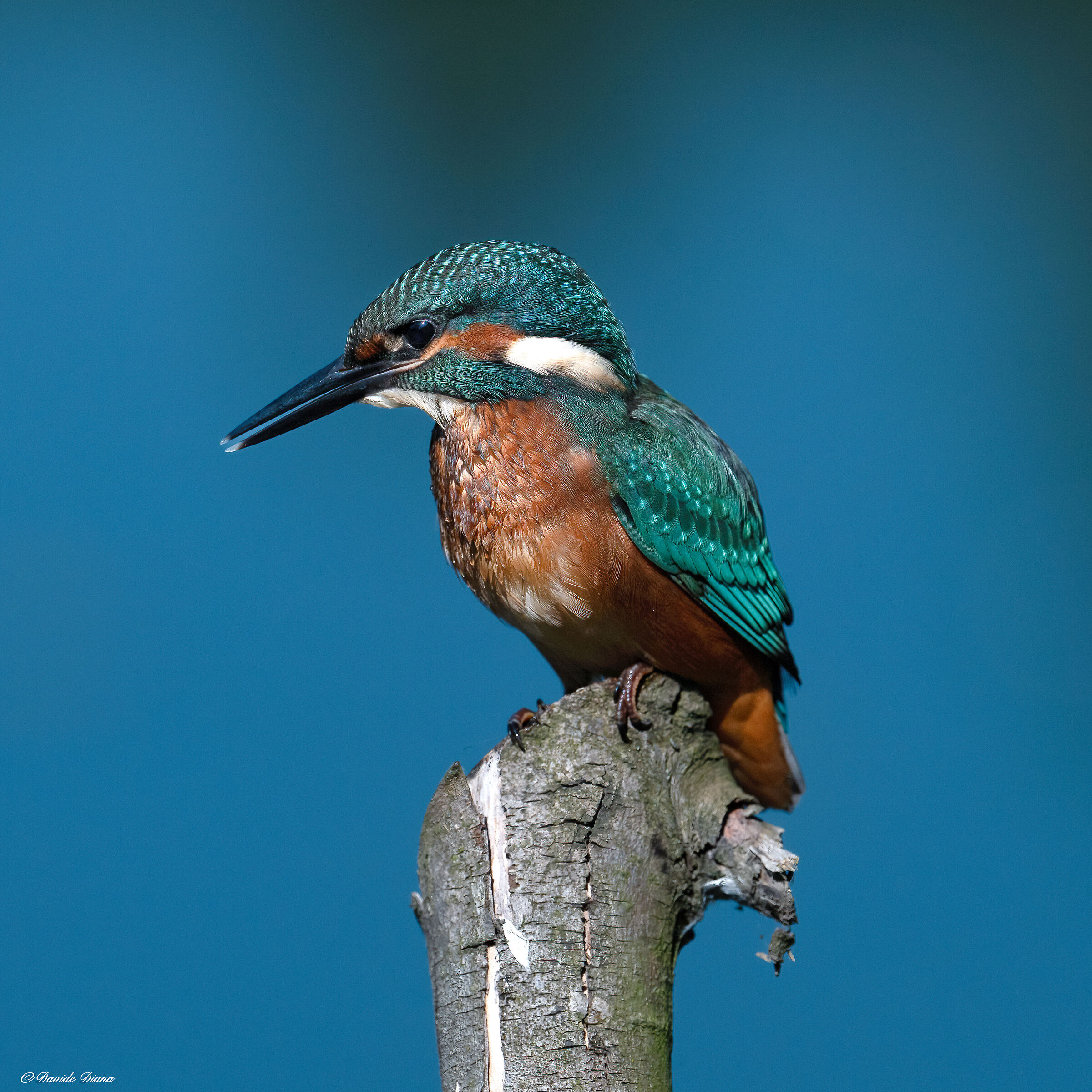 Martin Pescatore - Kingfisher