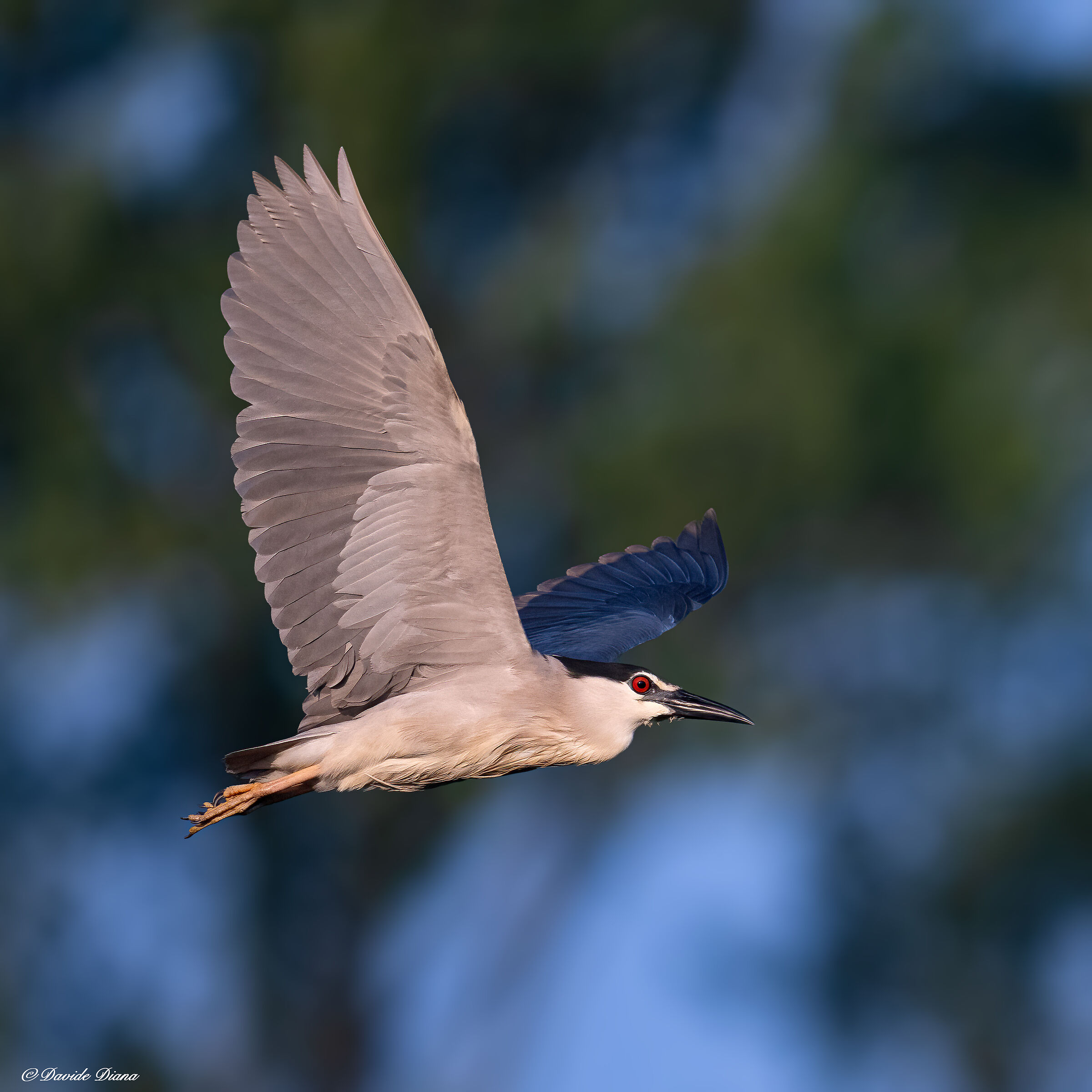 Night Heron