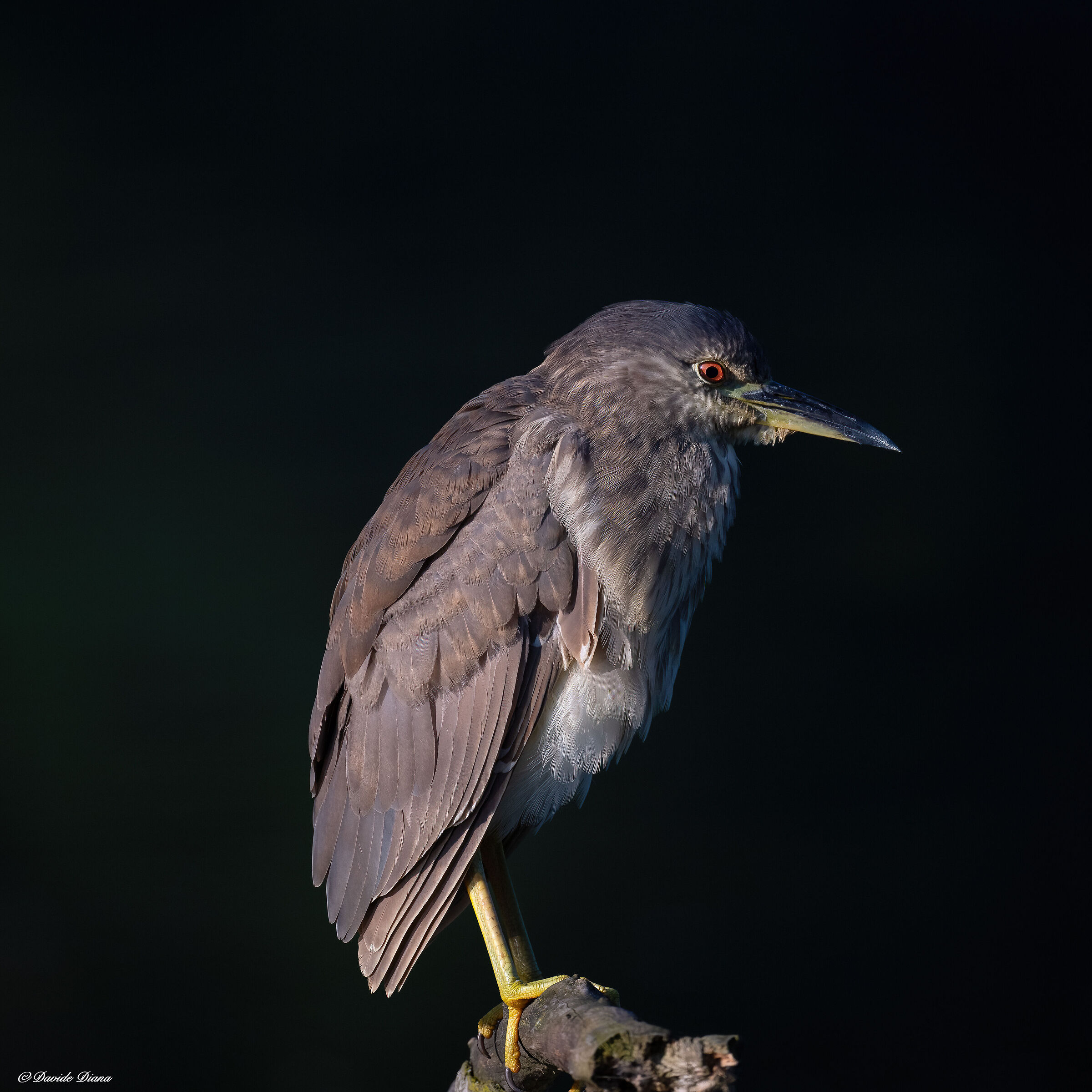 Night Heron