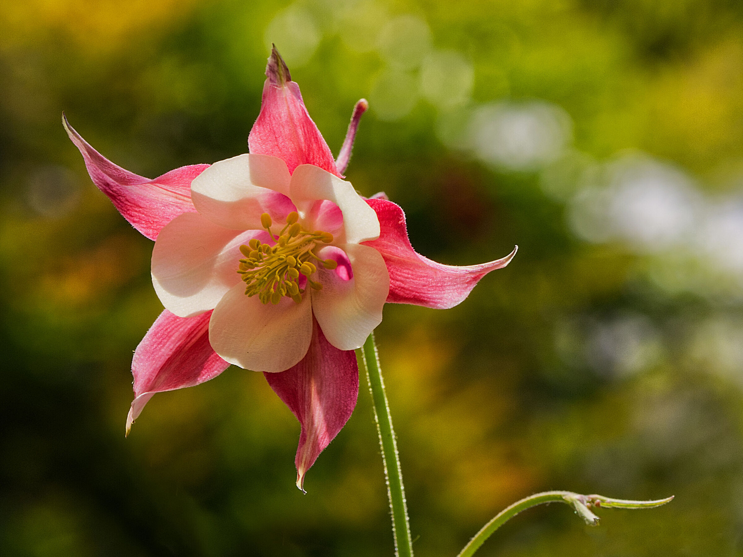 Aquilegia