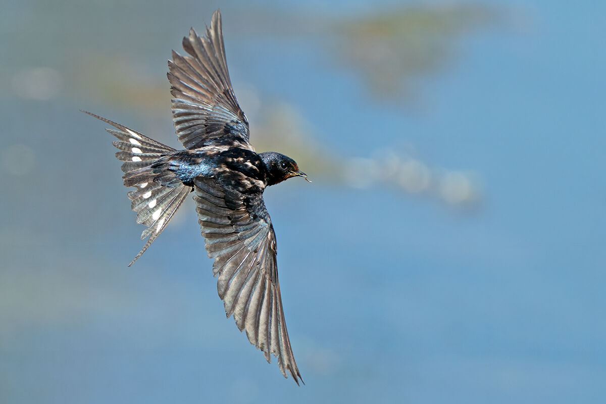 Il logorio della nidificazione