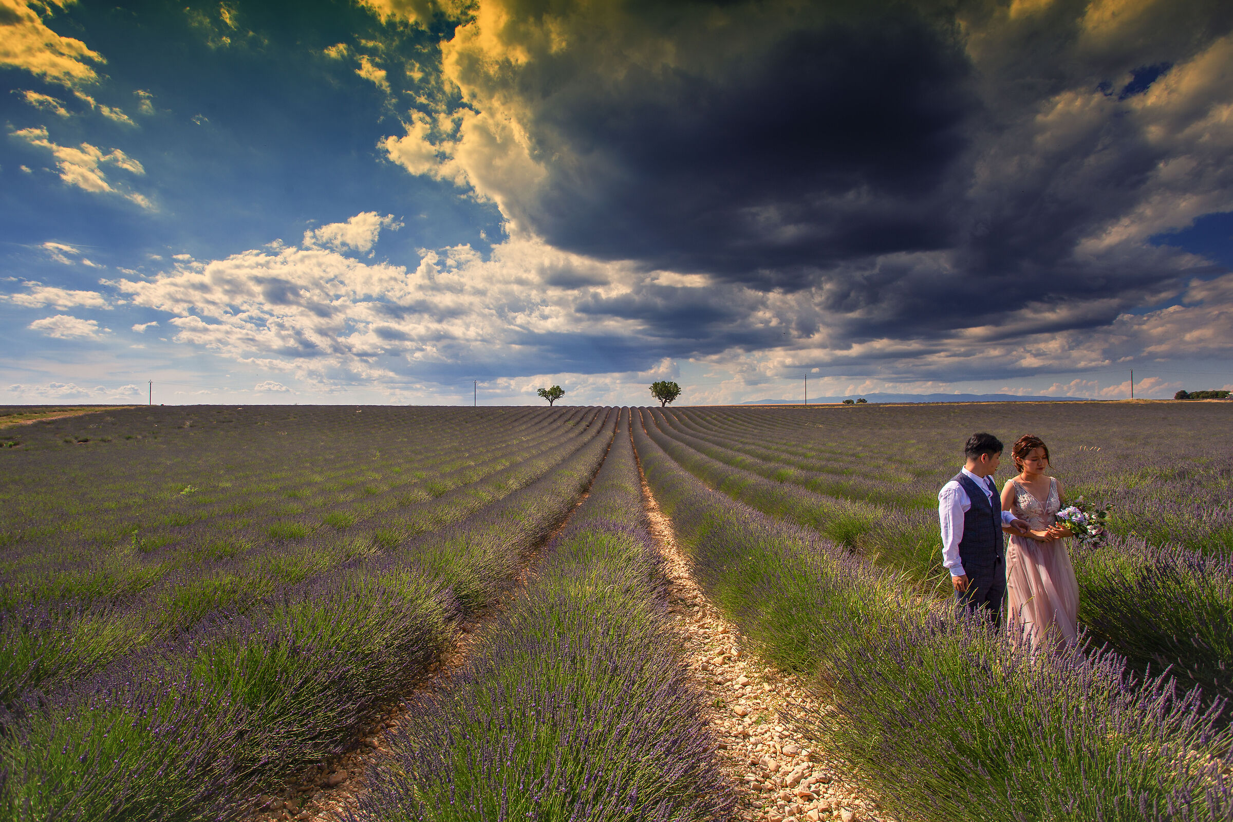 Newlyweds in Valensole