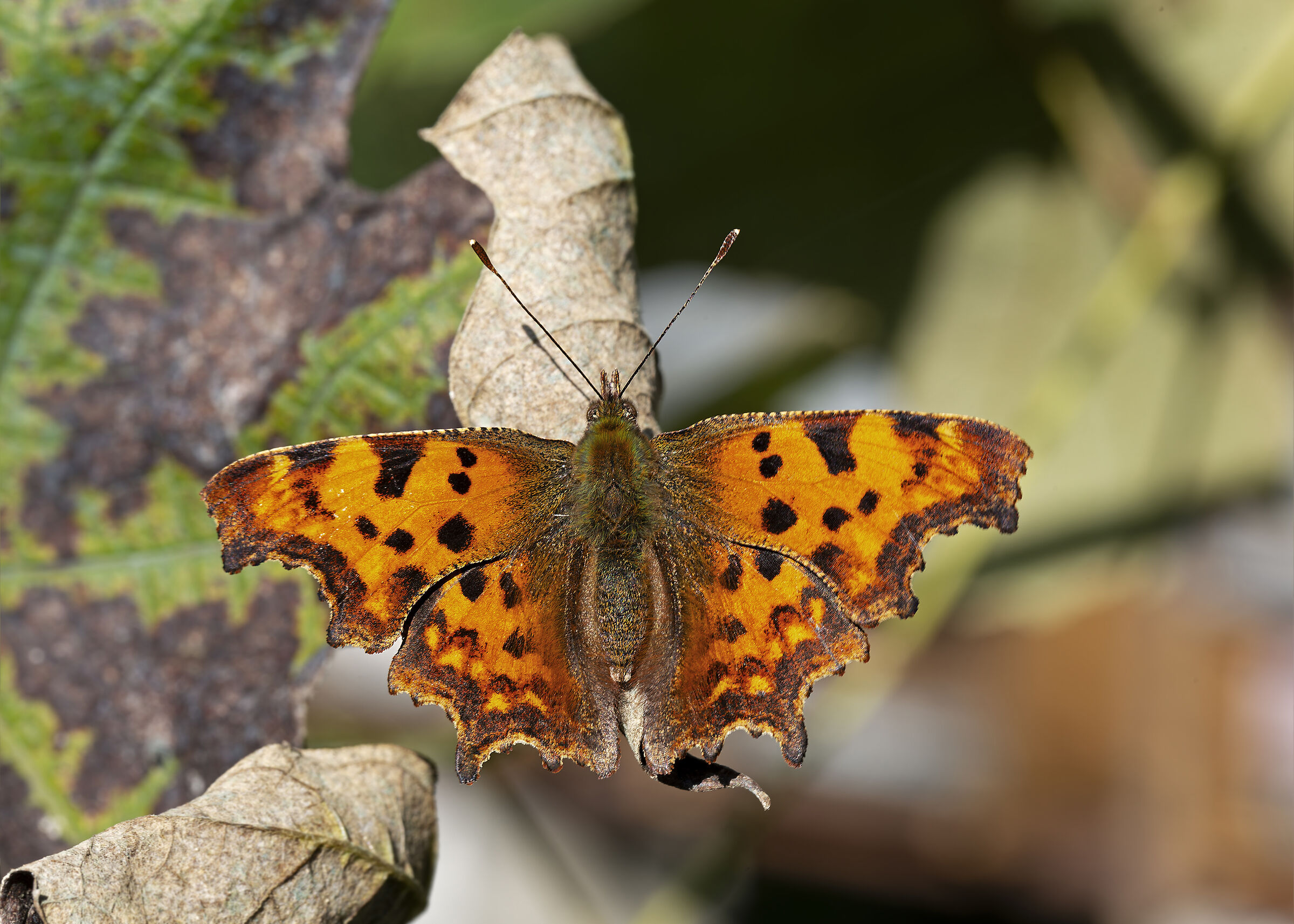 Polygonia egea