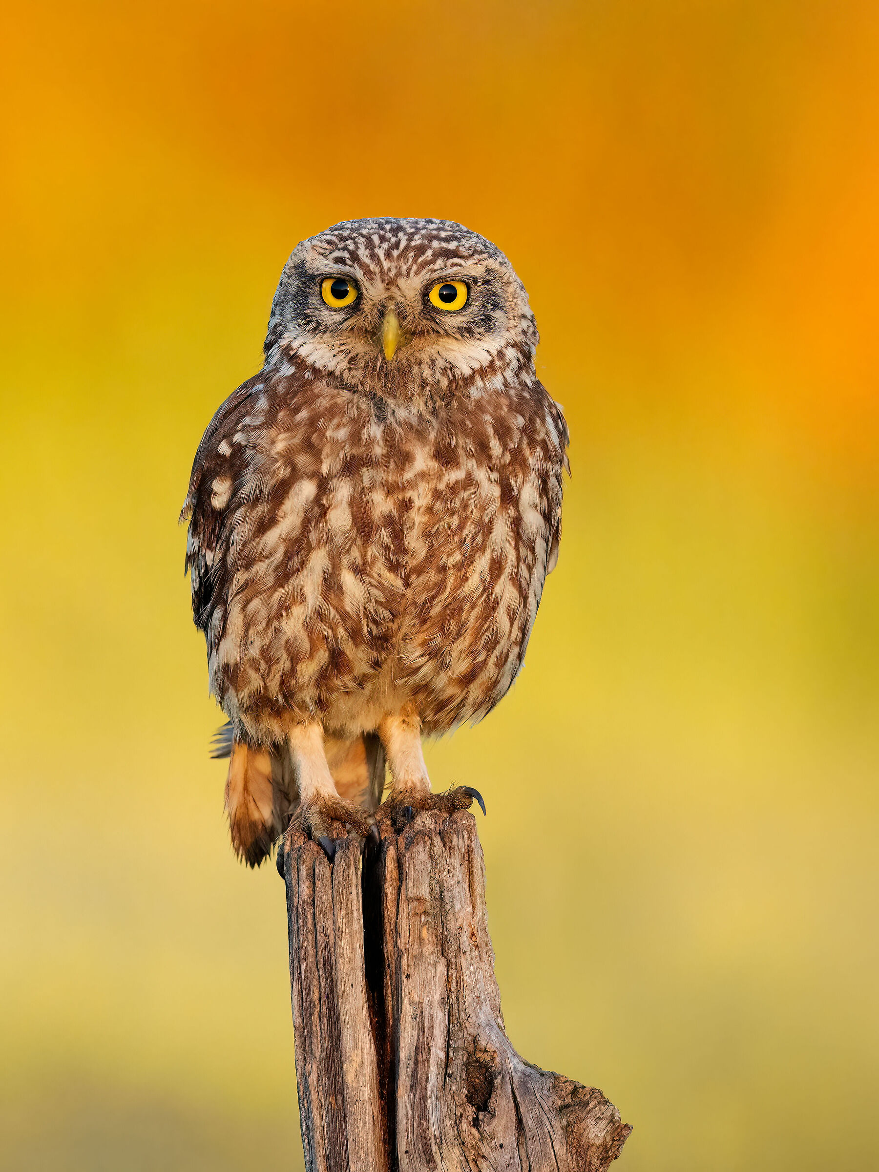 owl