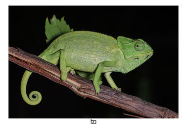 Chamaeleo chamaeleon