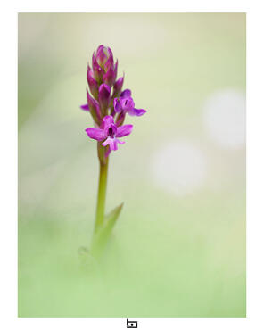 Orchis brancifortii