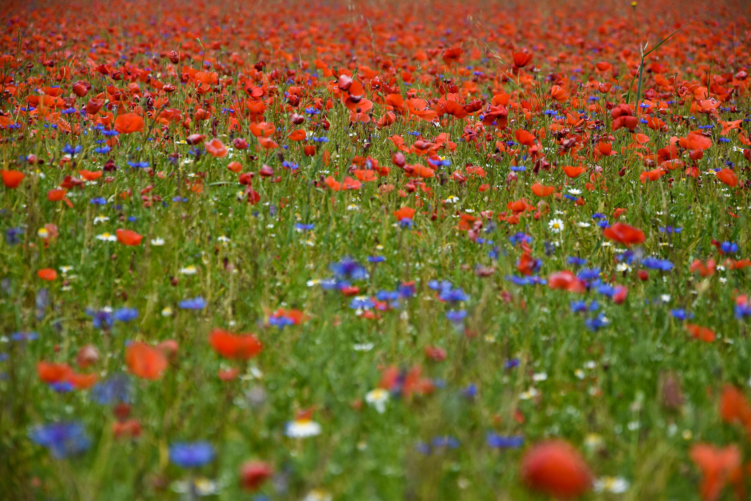 Fioritura campi lenticchie-parte 4