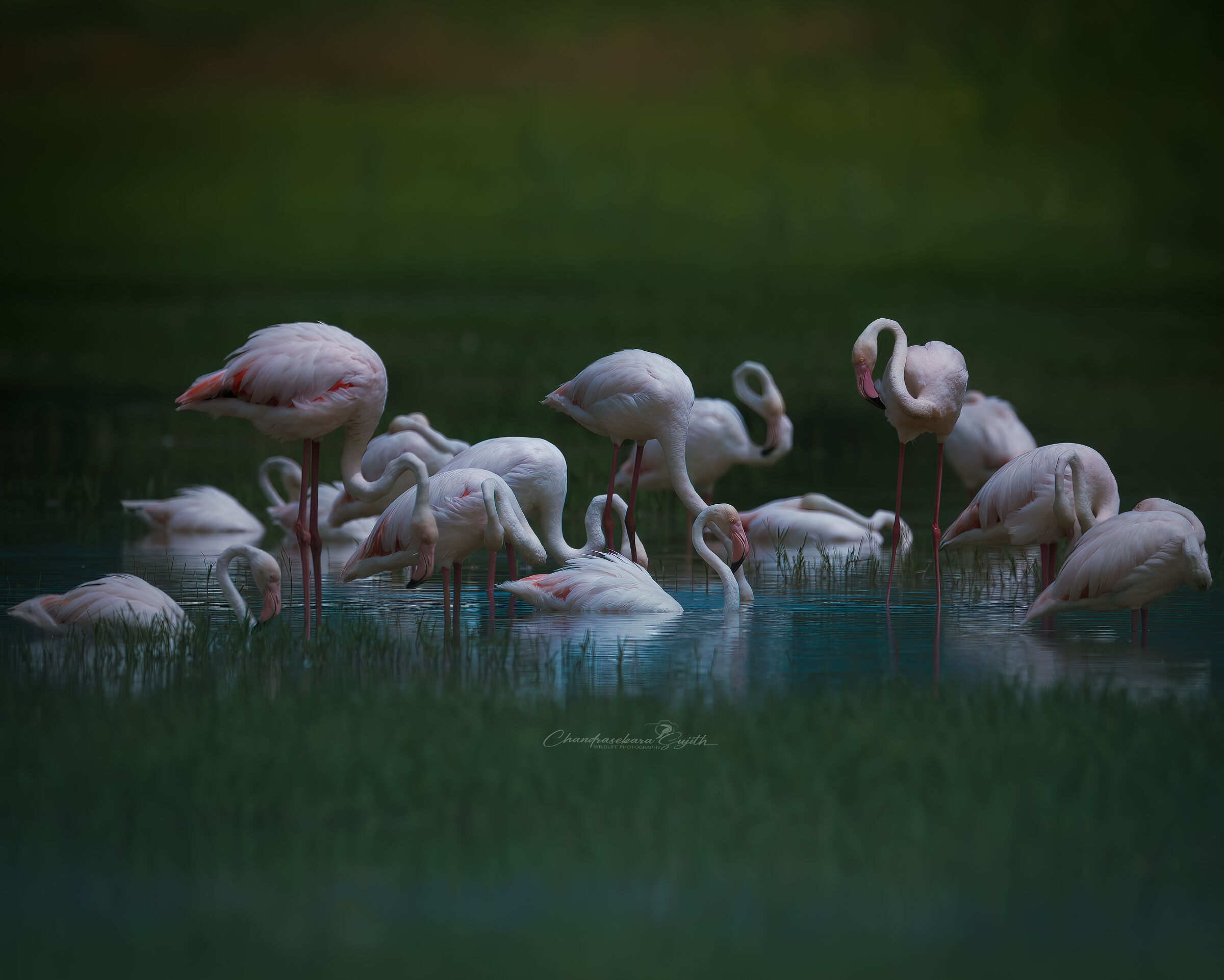flamingoes