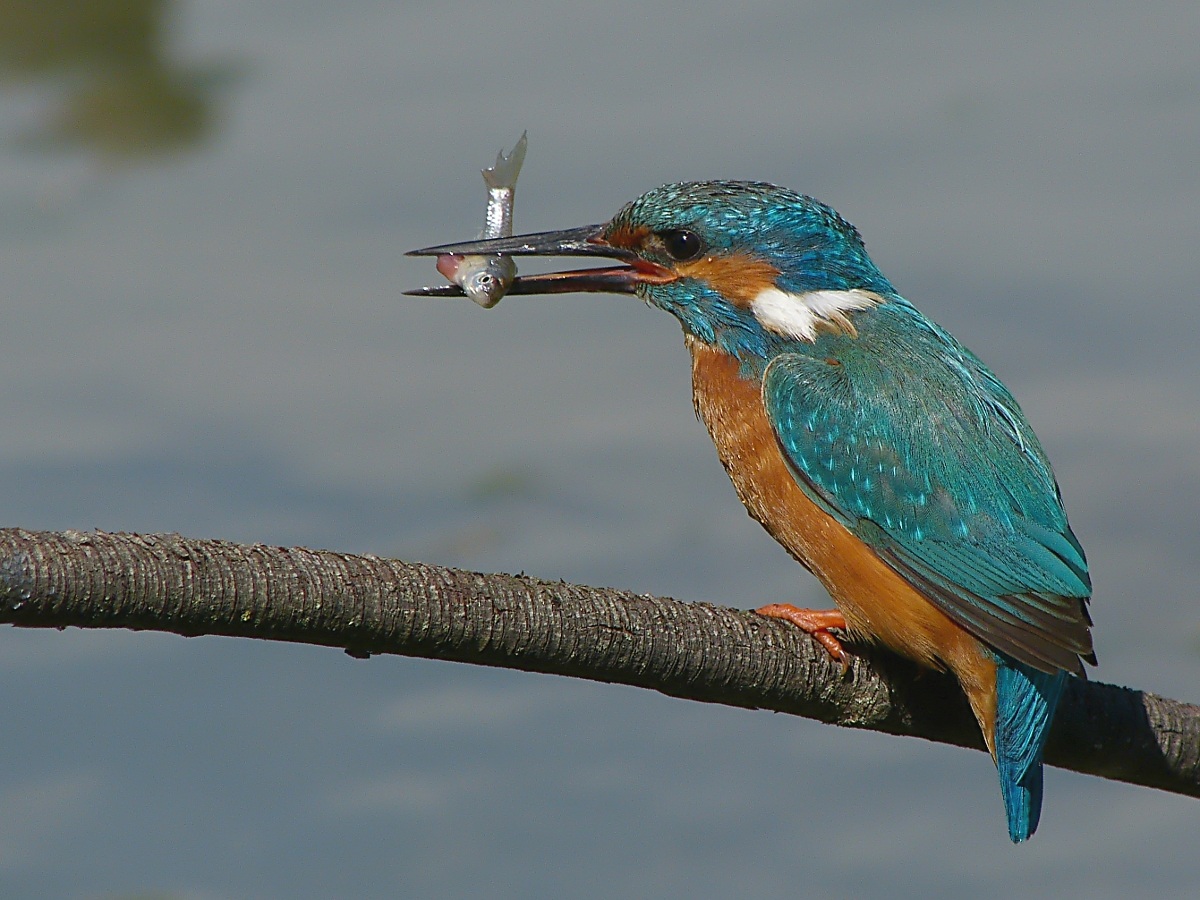 Ultimo guizzo di coda...