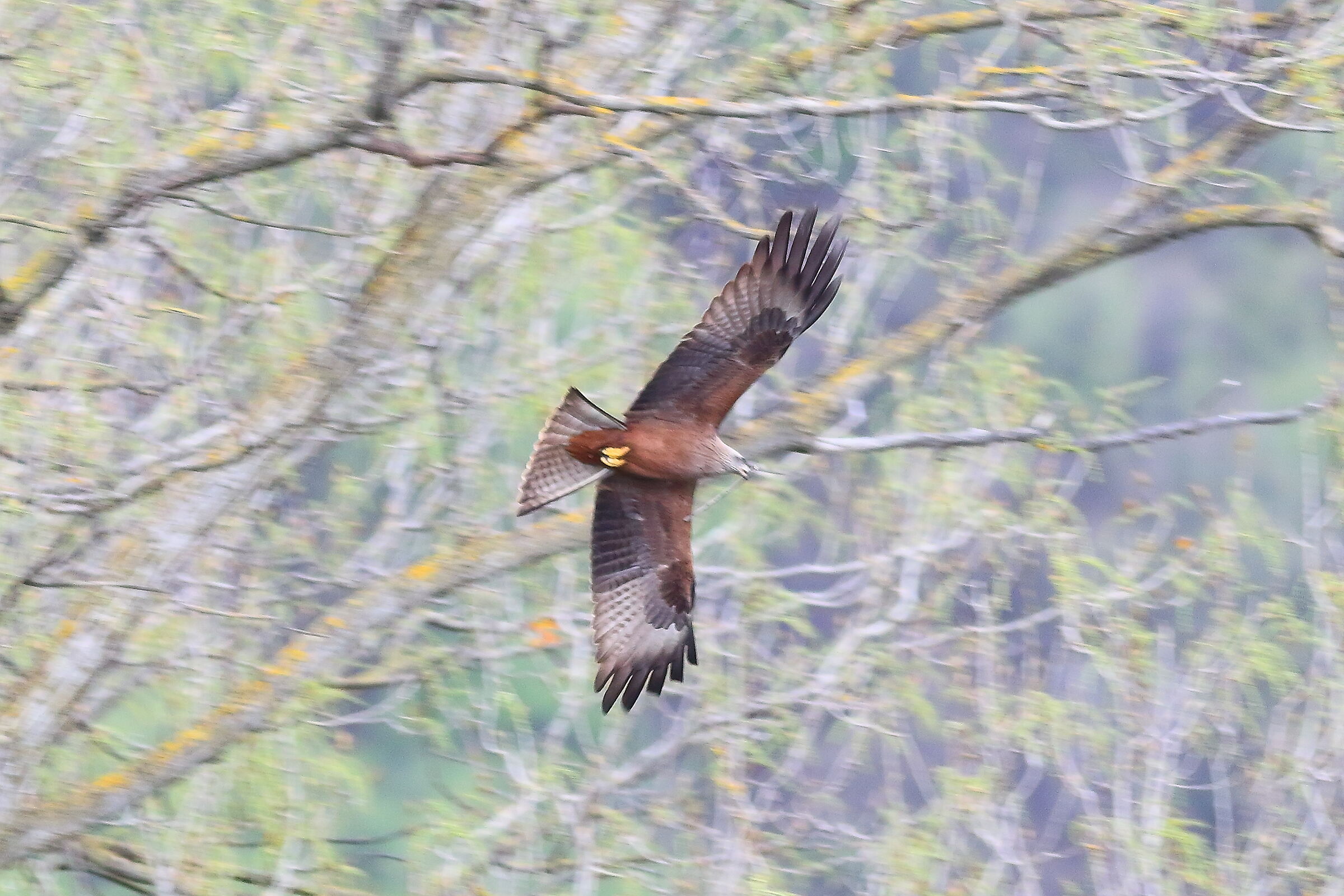 Nibbio bruno 24 marzo 2024 - 7270