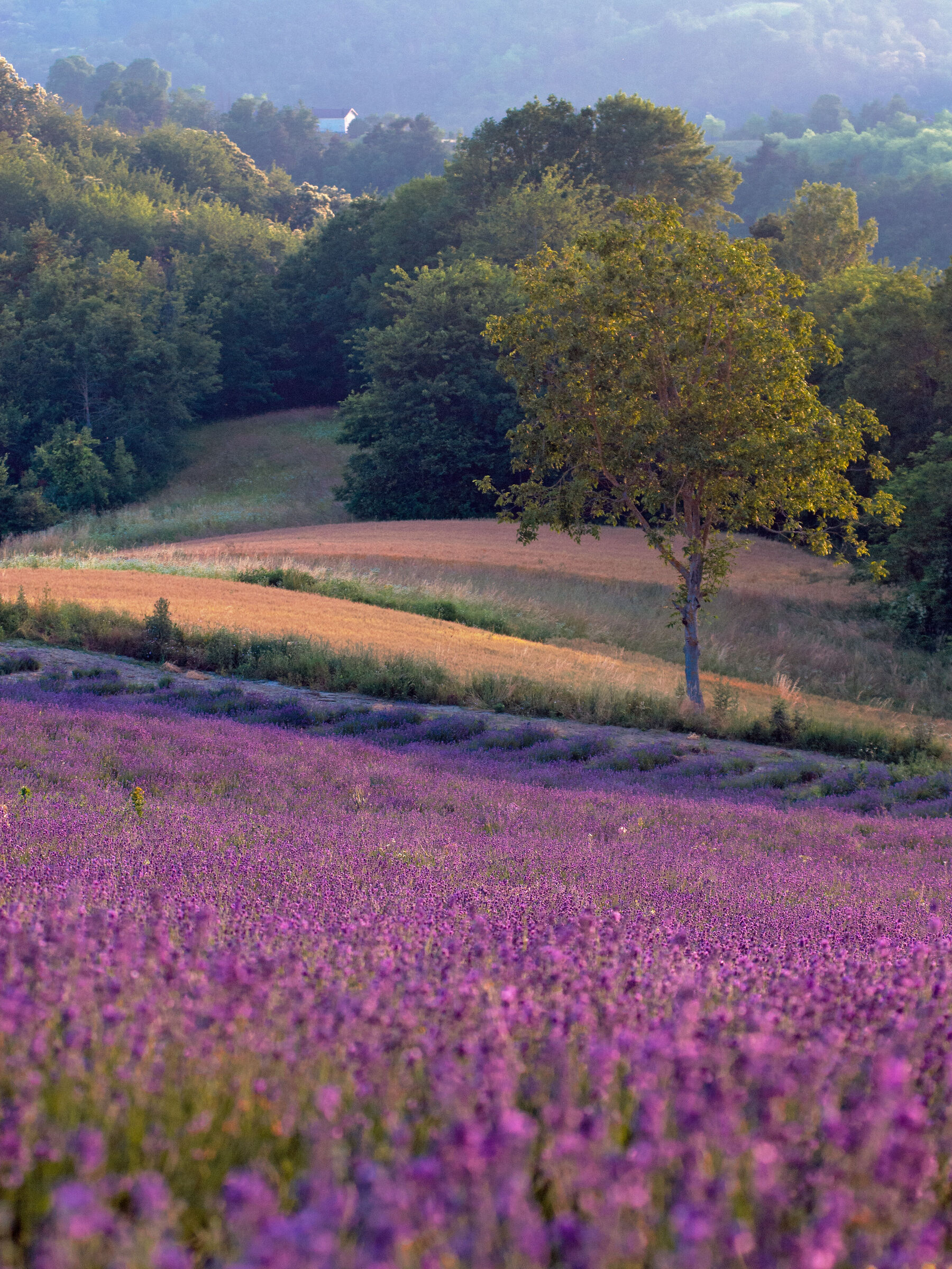 -  Sale S. Giovanni _ Lavanda e L'elicriso
