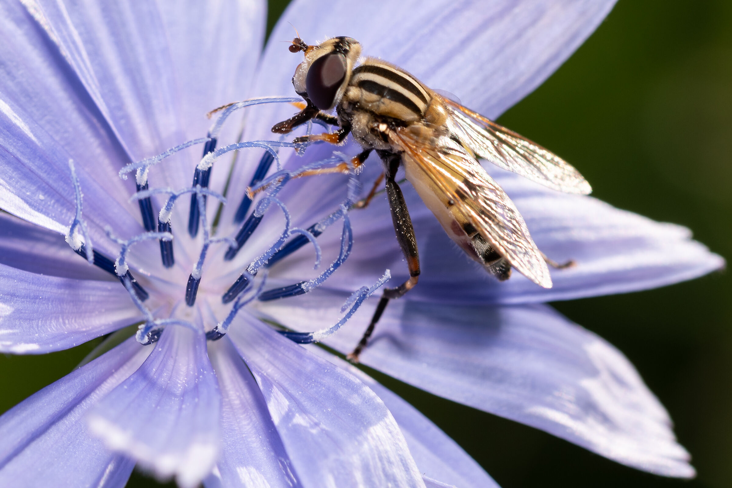 Vita da impollinatore