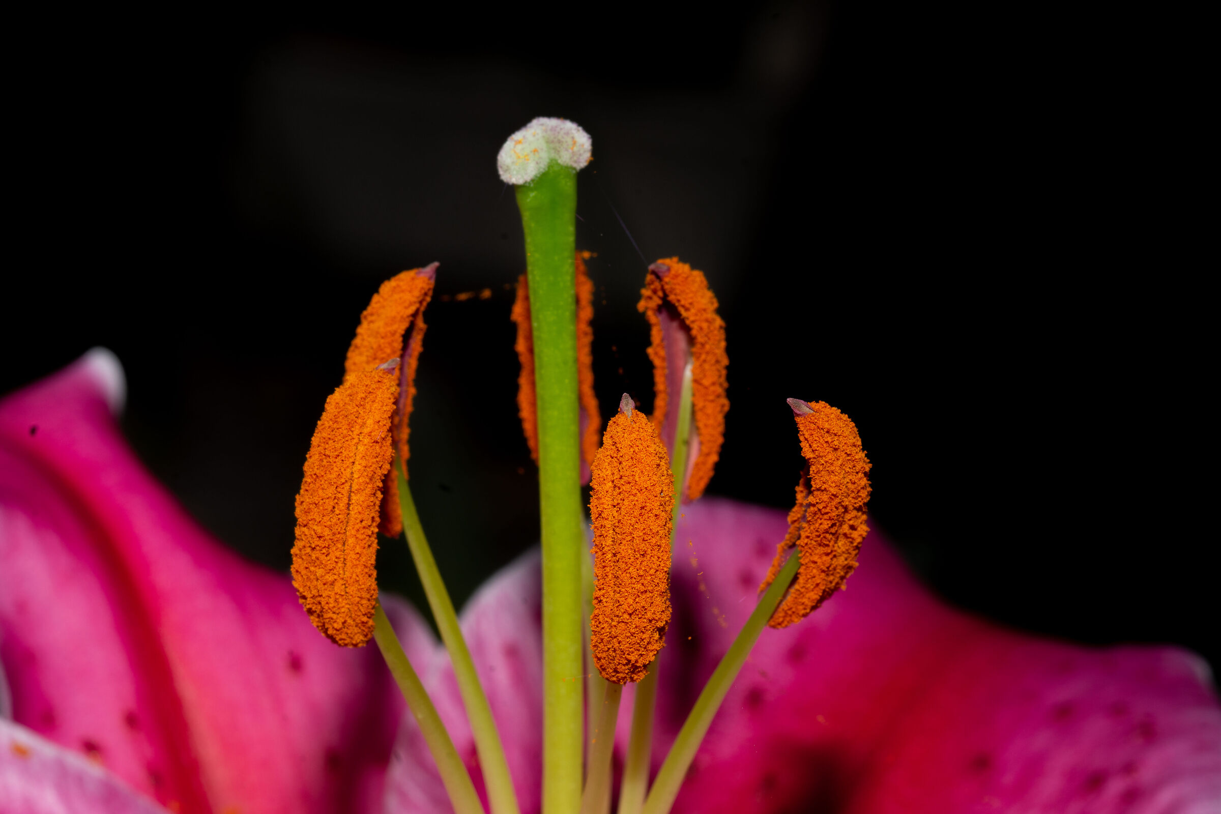 Nel cuore del giglio