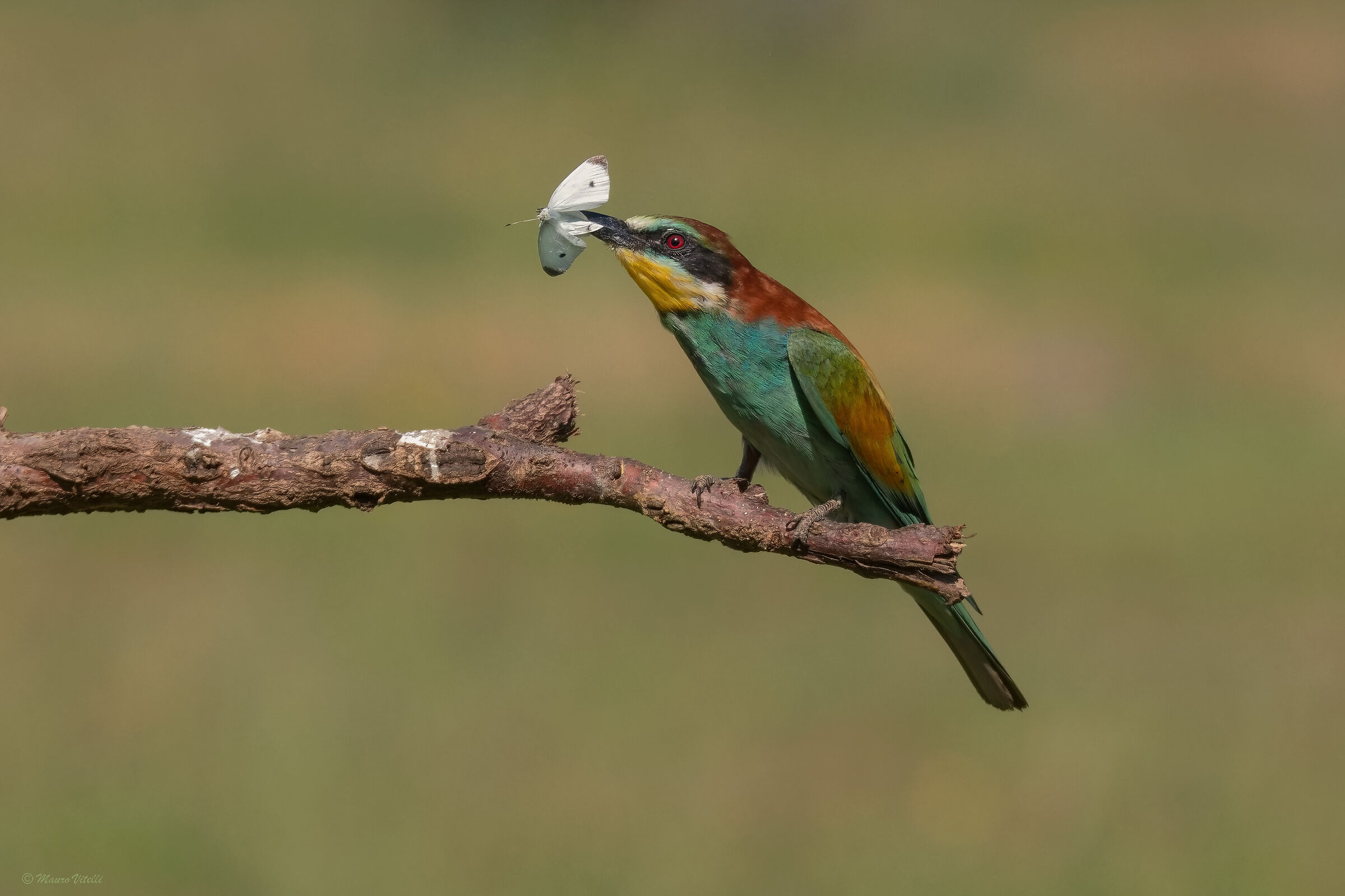 Bee-eater