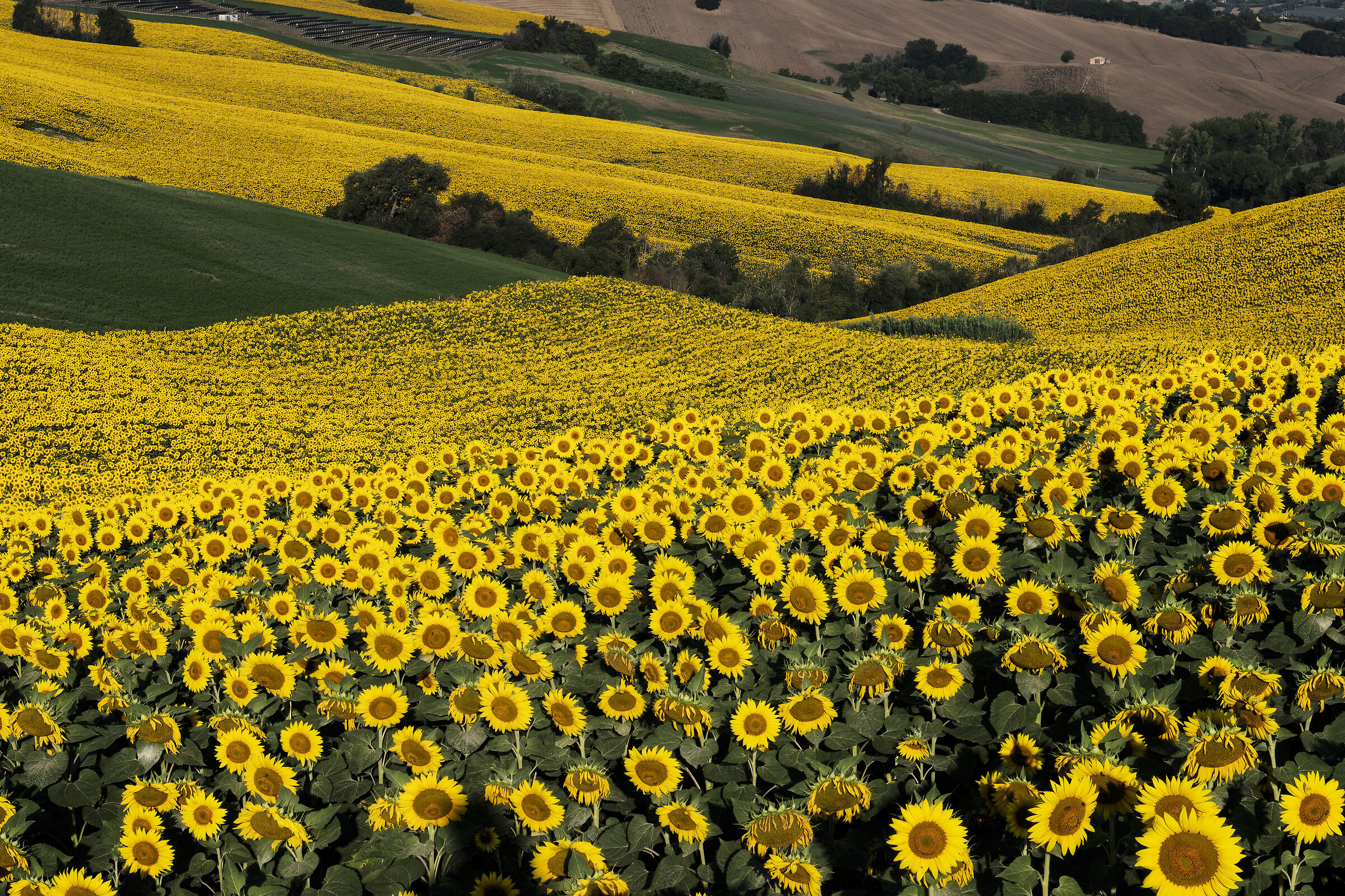 Campagna marchigiana