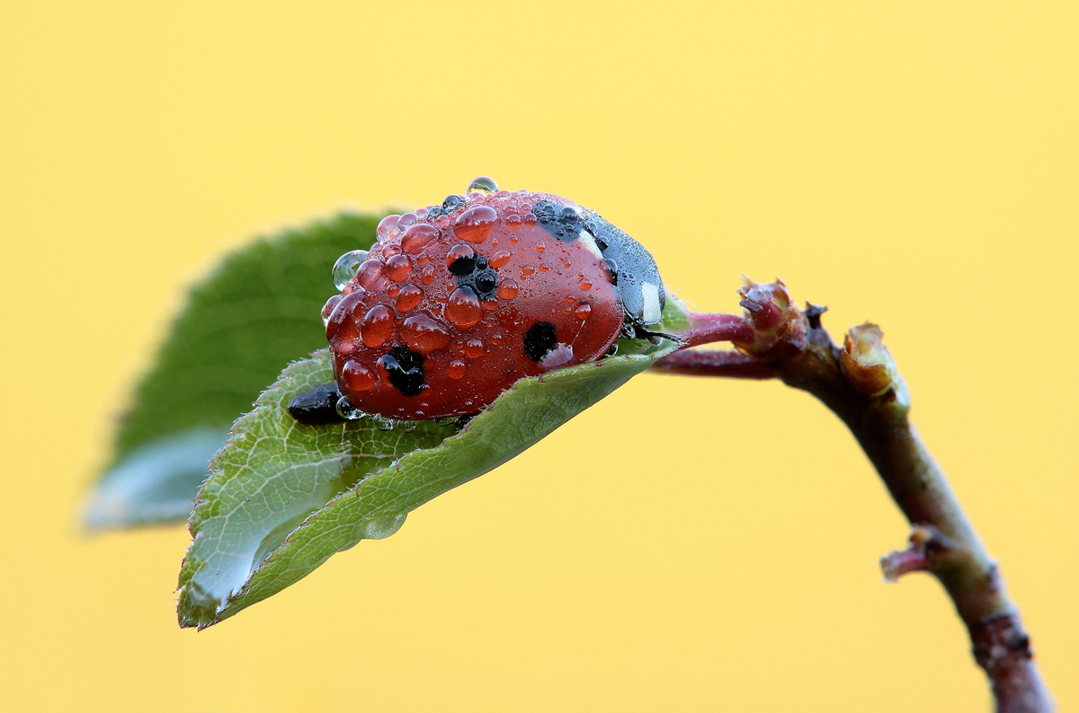 Coccinella a 2,8°