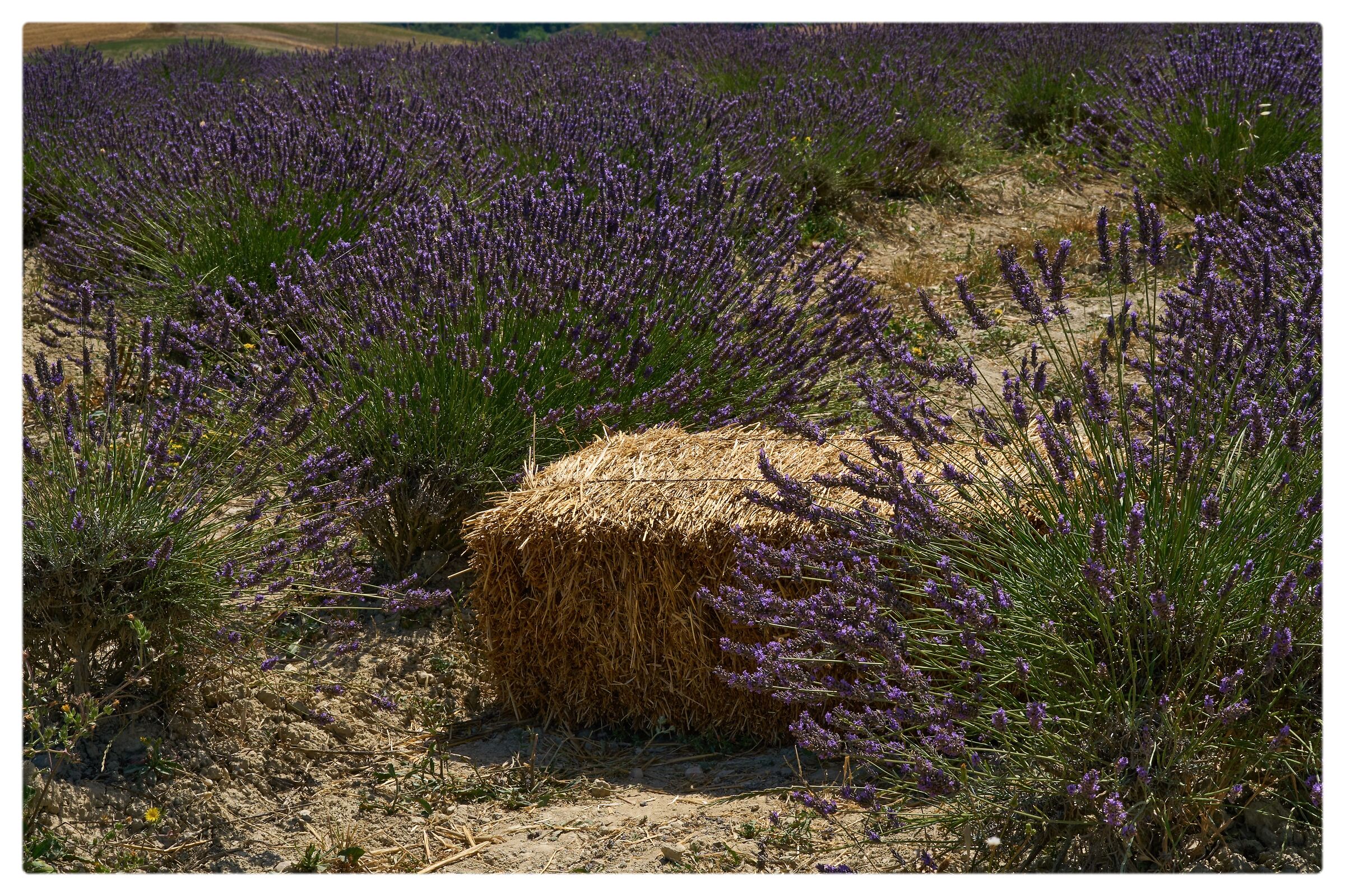 Lavanda a santa Luce