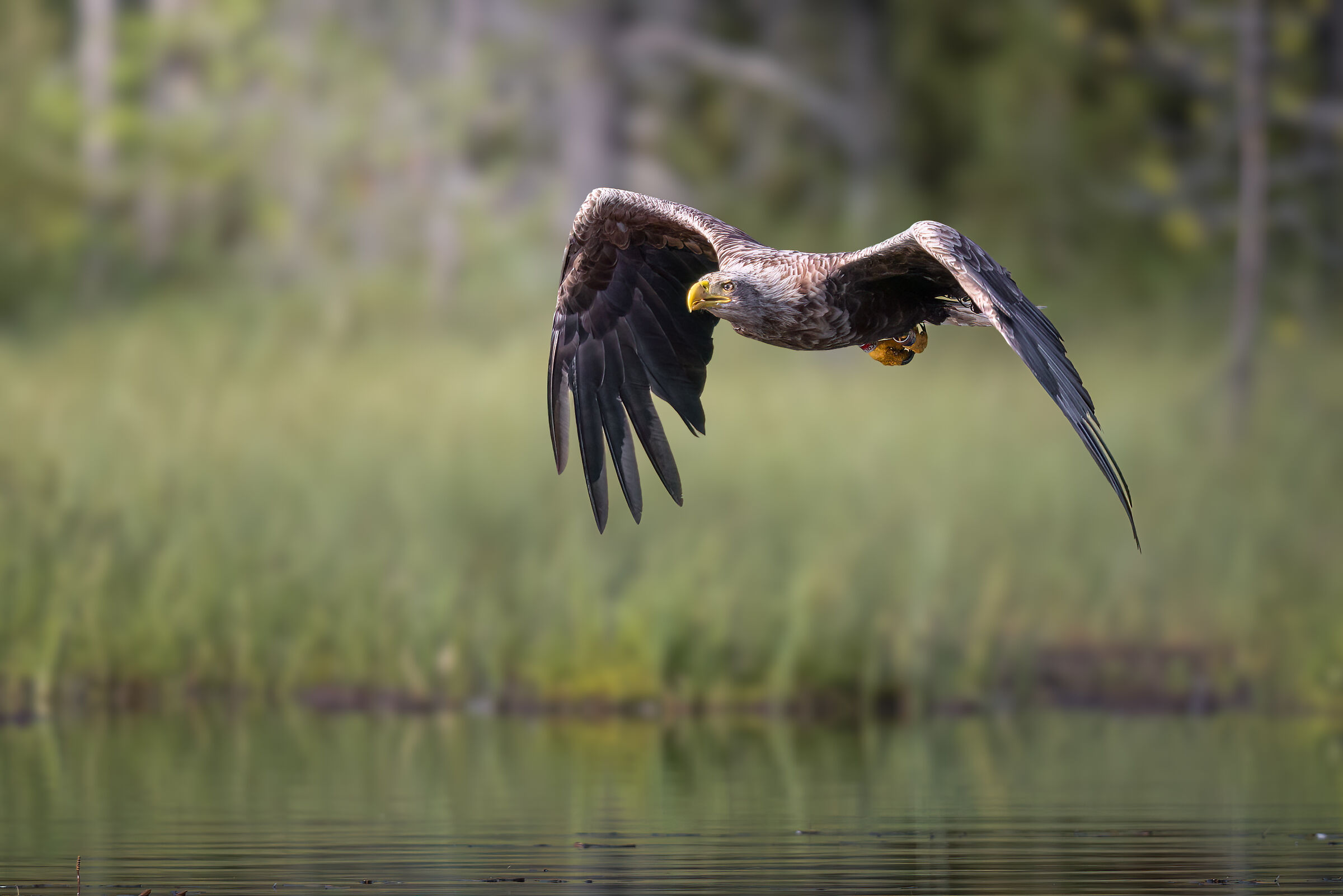 White-tailed eagle