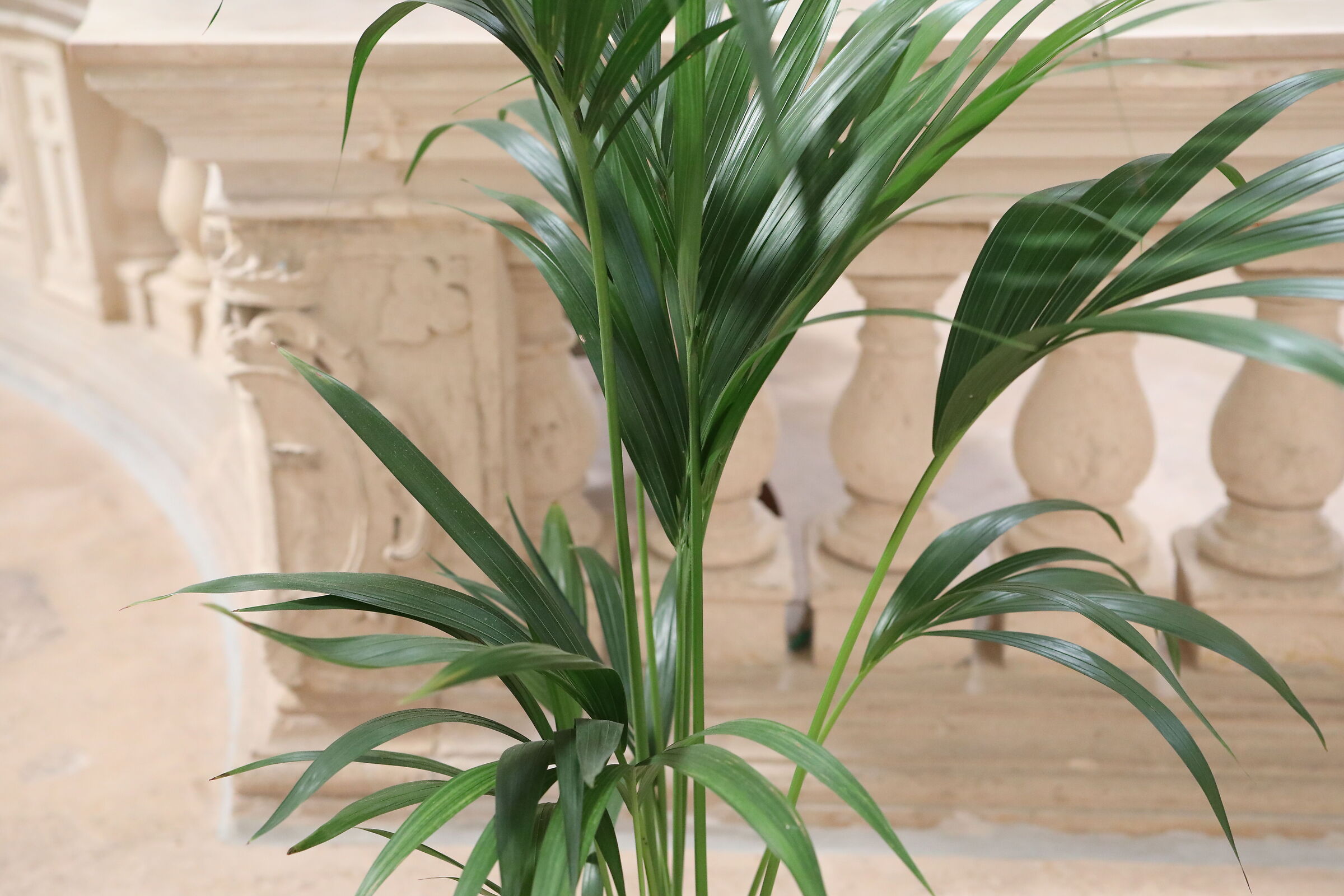 " ISO 6 Thousand 400 " Canon 5 D IV- Nilvus Zeiss 50, 1.4