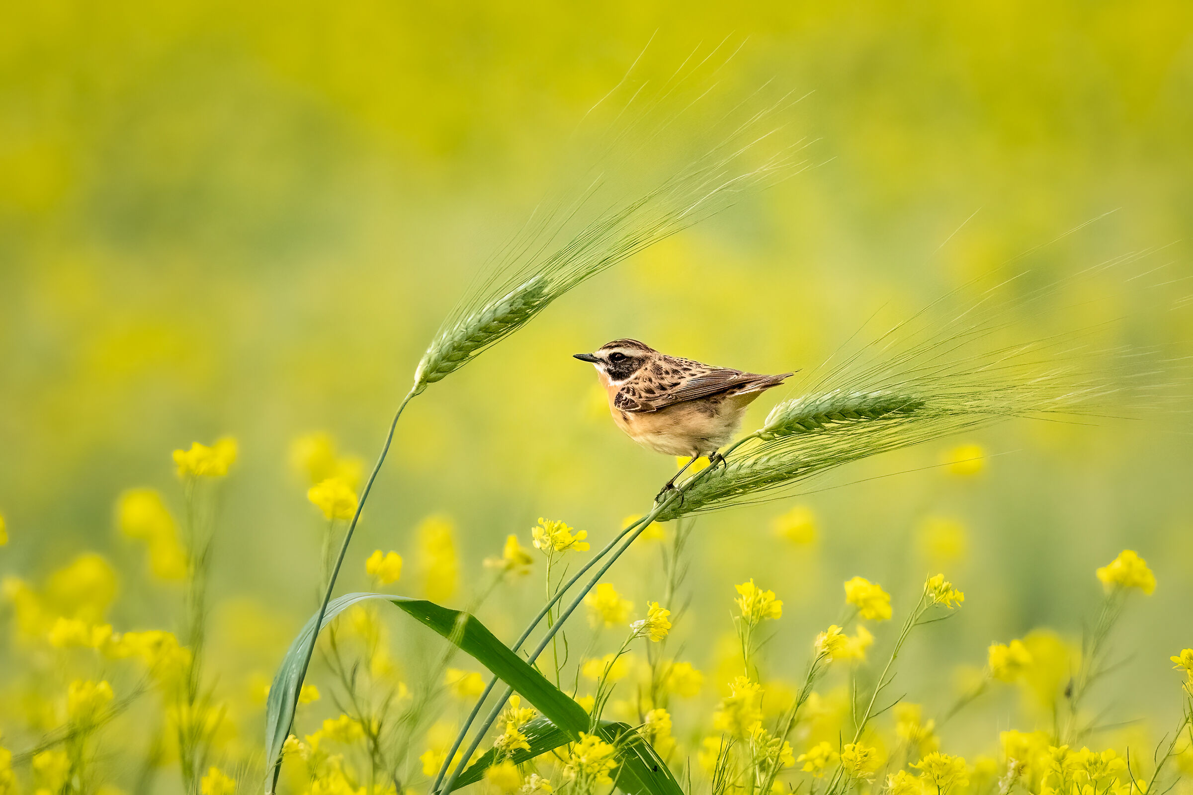 Stiaccino (Saxicola rubetra)