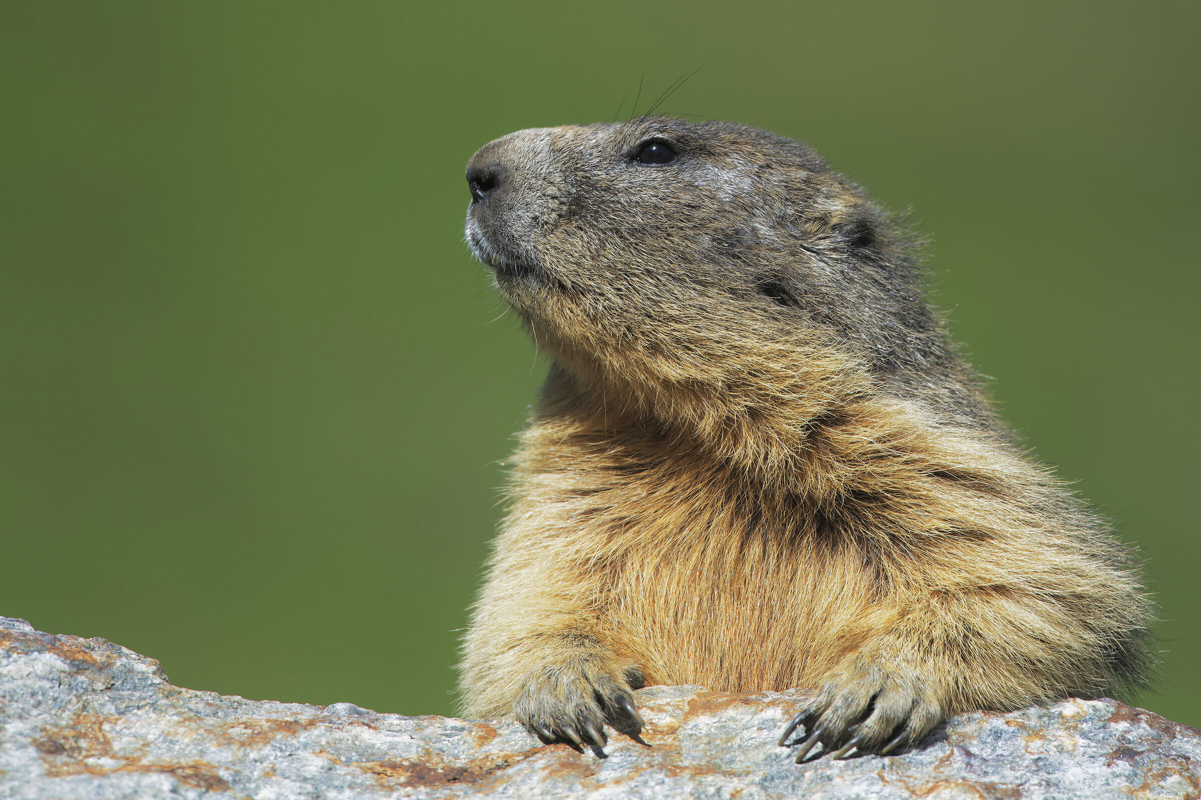 Marmotta