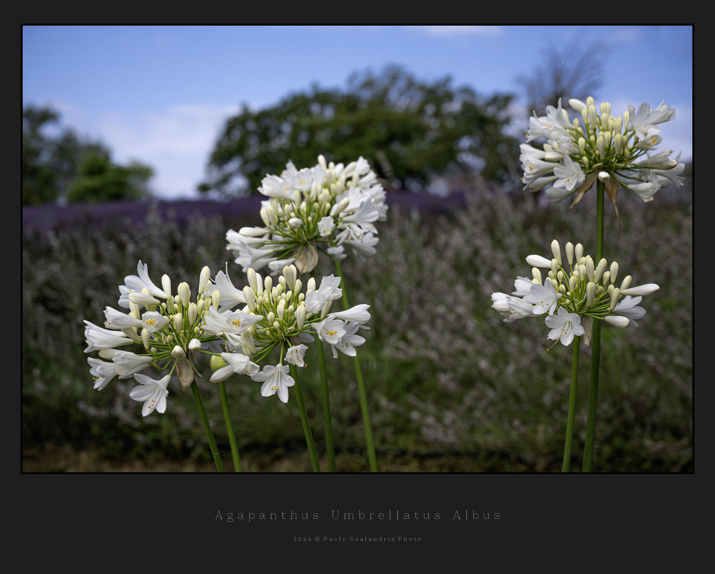 Agapanthus Umbrellatus Albus
