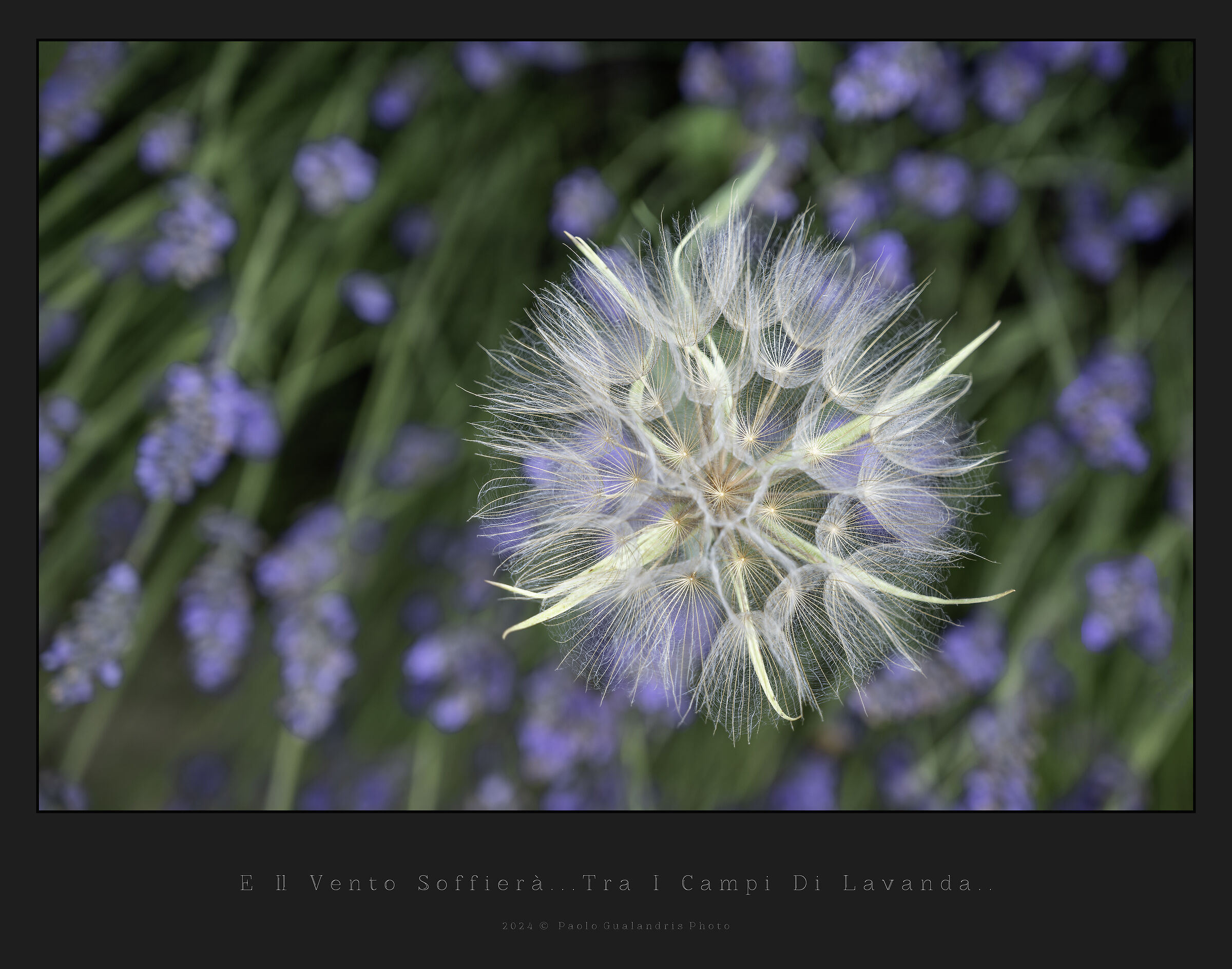 E Il Vento Soffierà... Tra I Campi Di Lavanda..