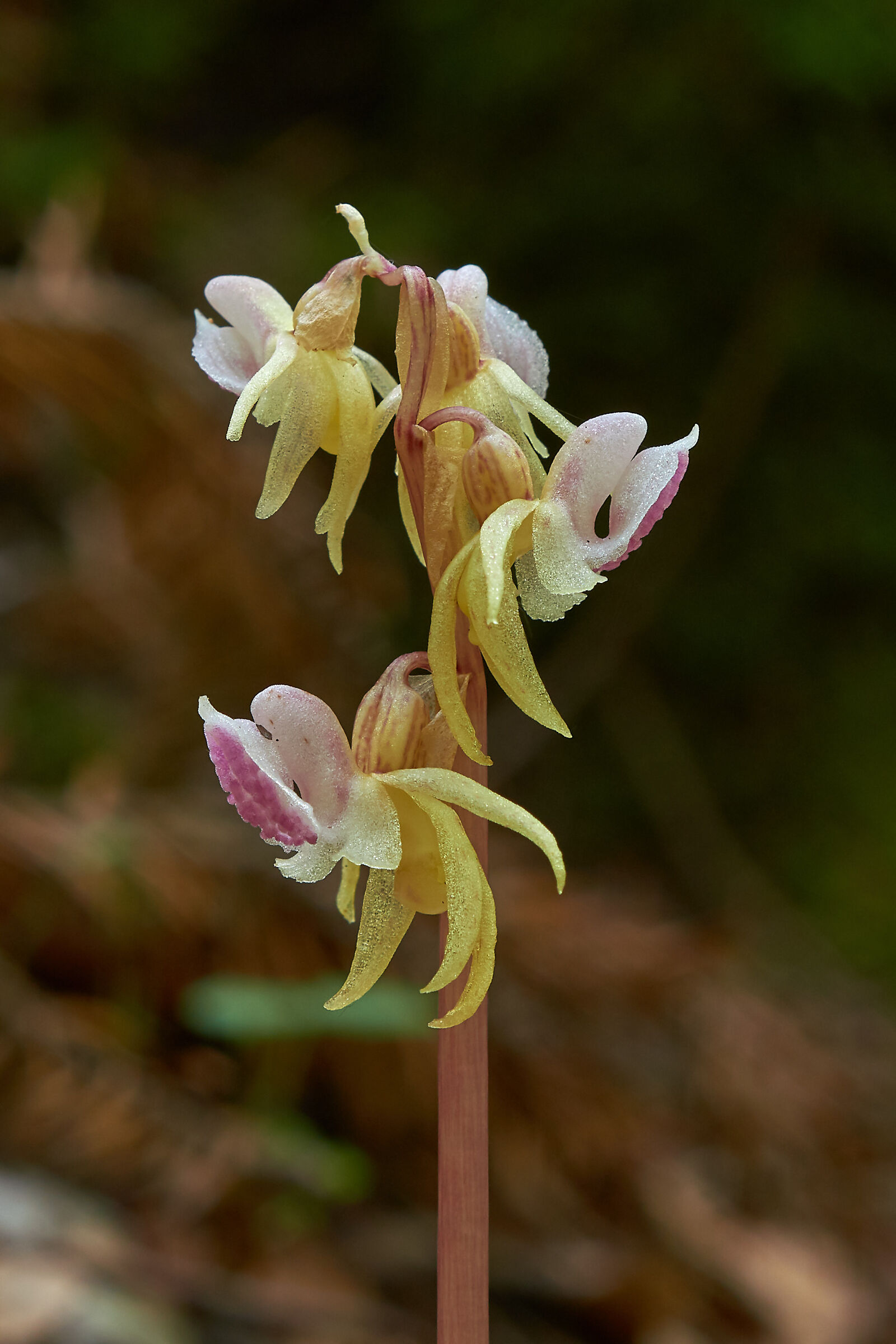 The ghost orchid