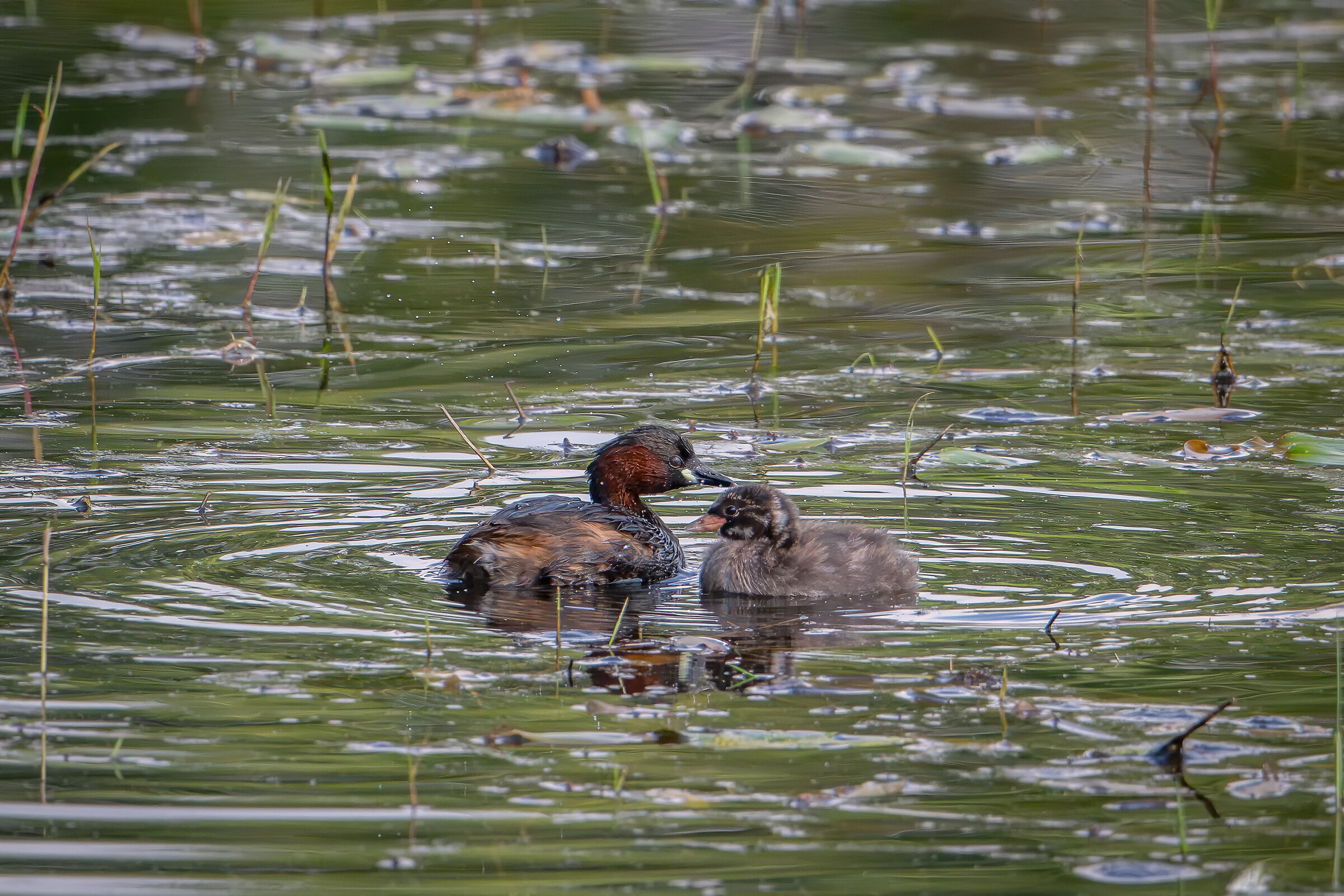 Little Grebes