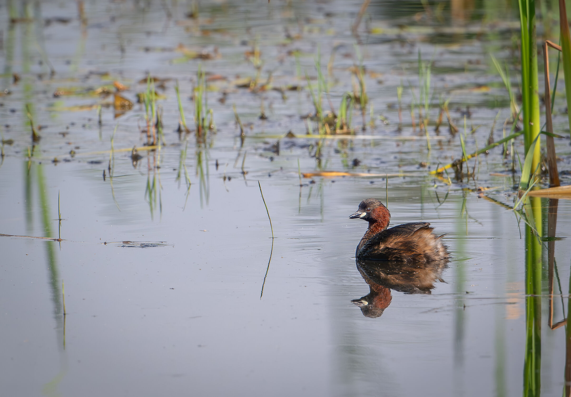 Dabchick