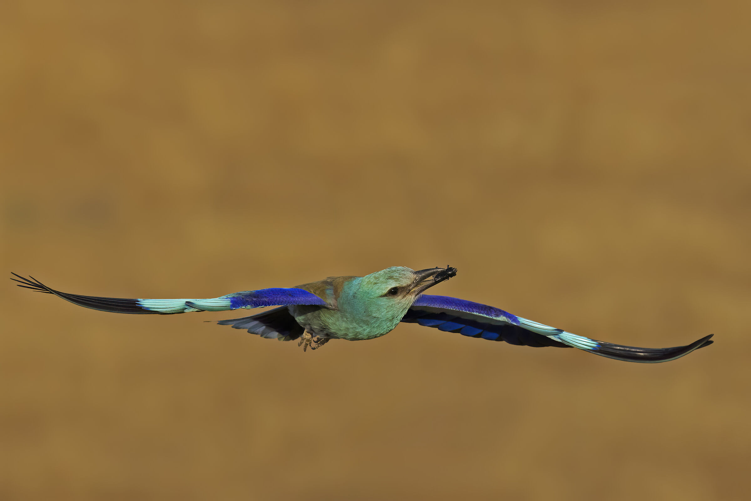 Sea acorns with prey