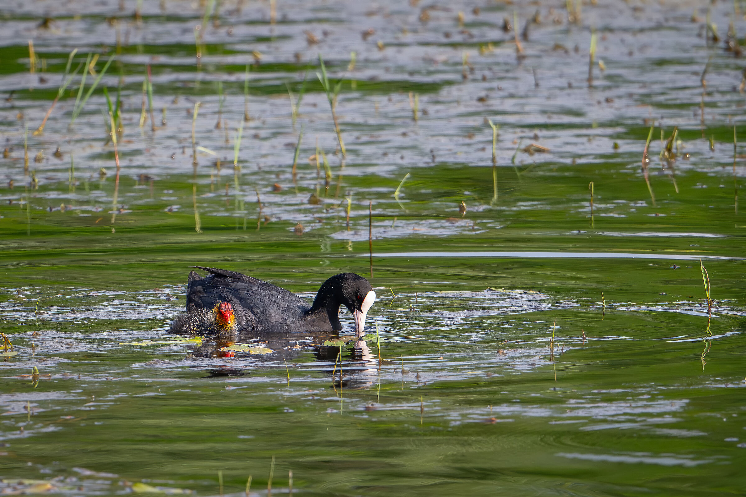 Coot with pullet