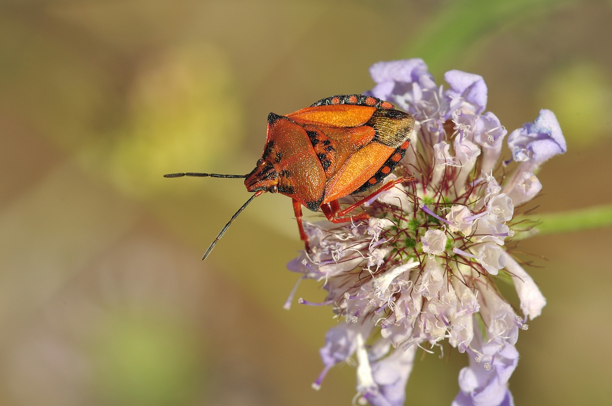 Carpocoris mediterraneus