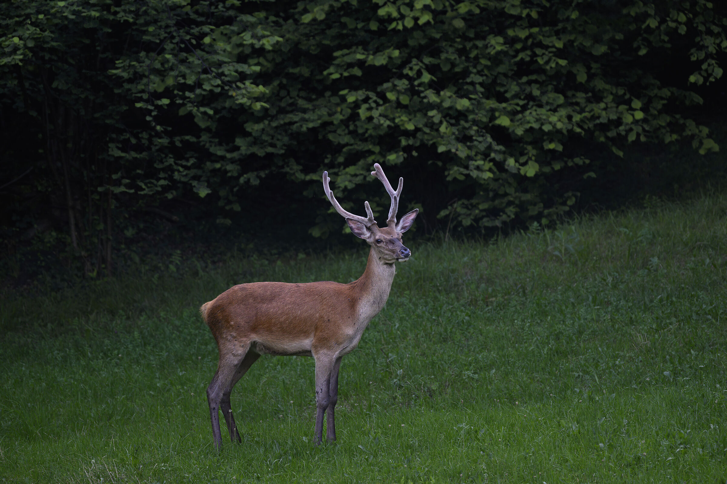 deer... Wild