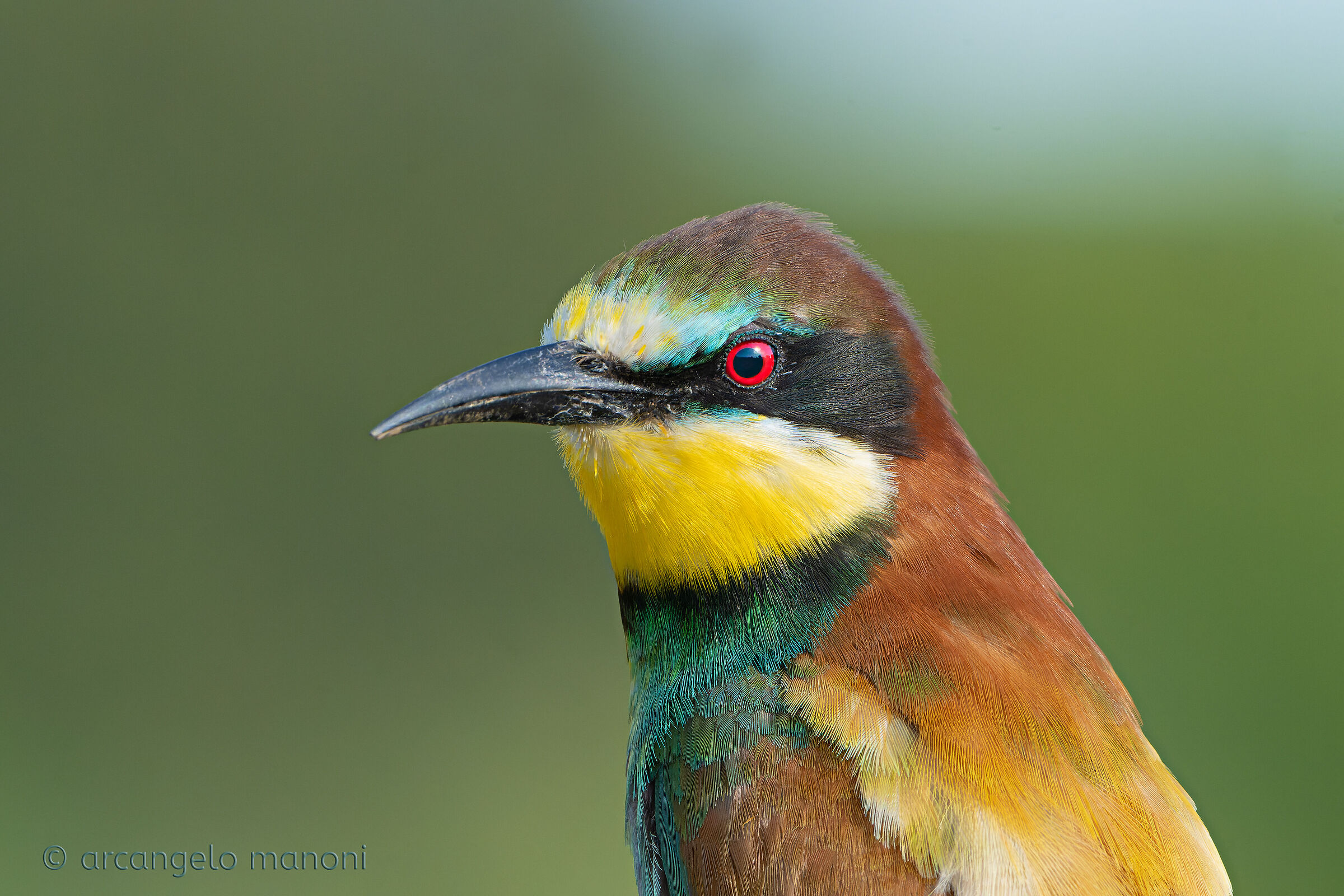 Gruccione a focale 820 + crop on camera