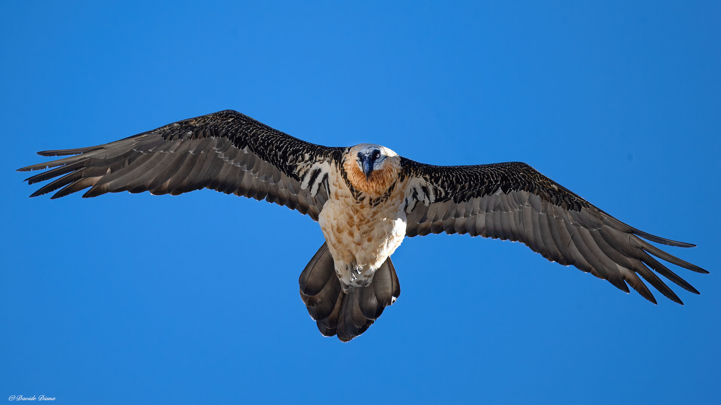 Gypaetus barbatus - Gran Paradiso National Park