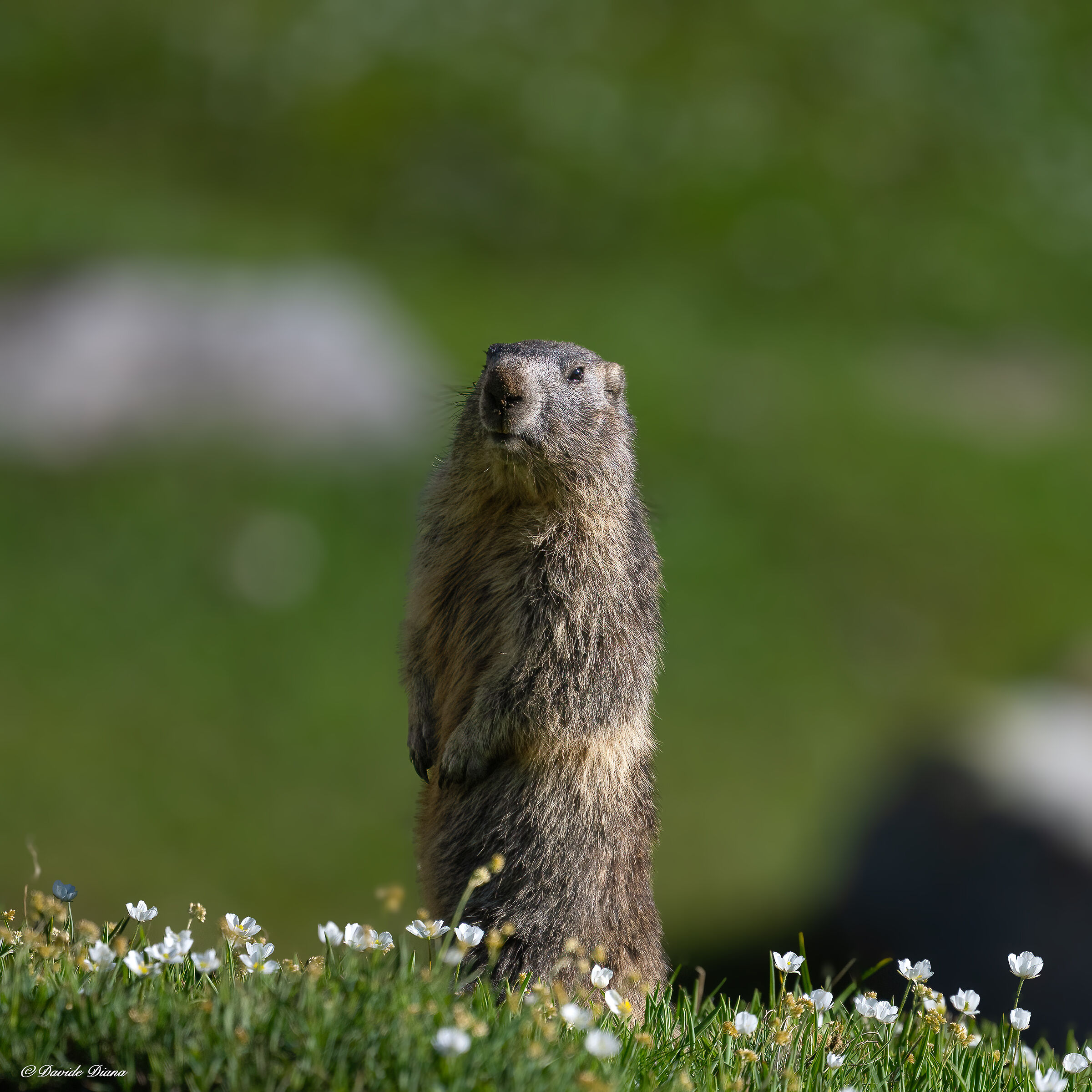 Marmot