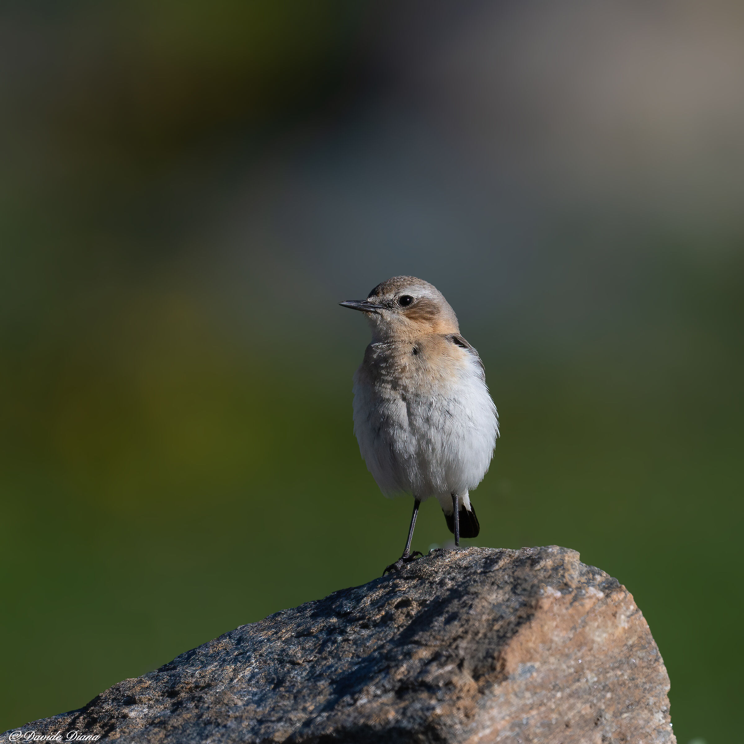 Northern wheatear