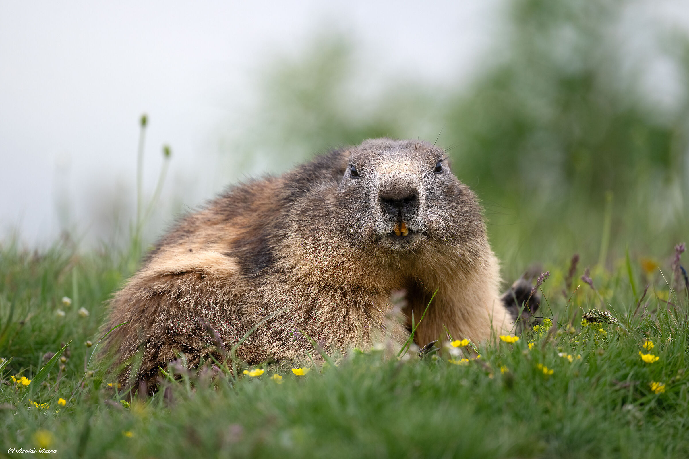 Marmot
