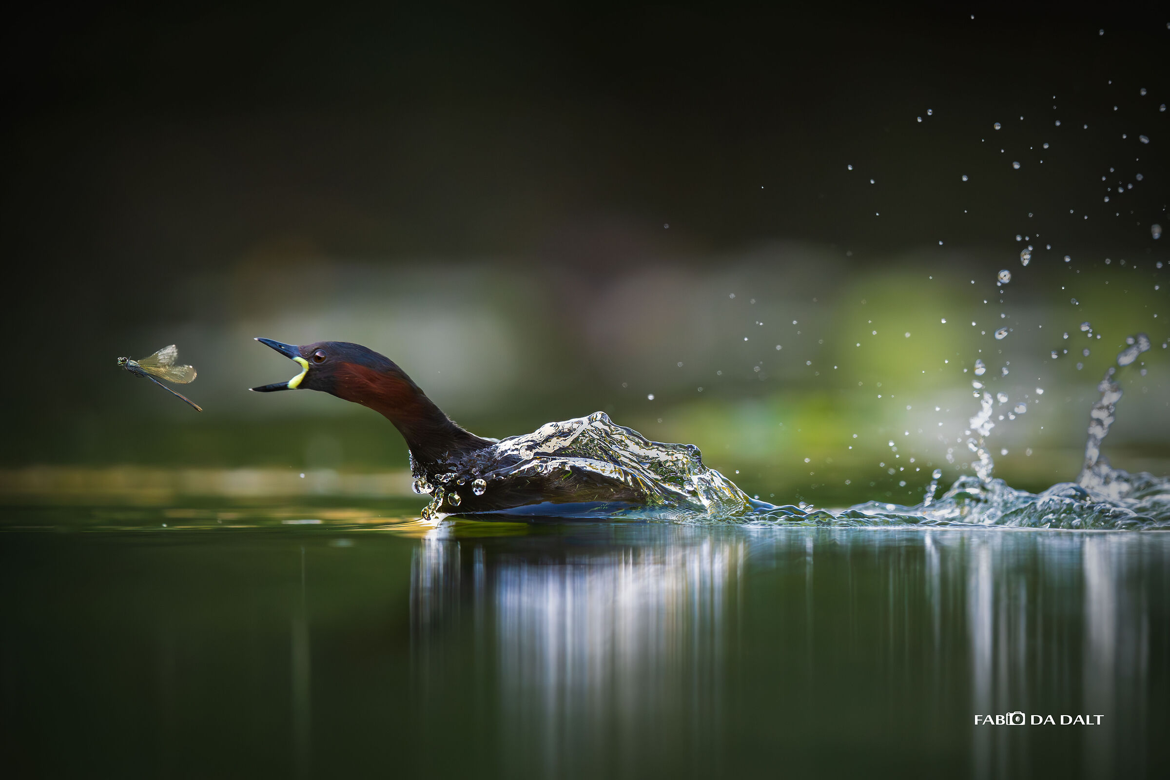 Dabchick