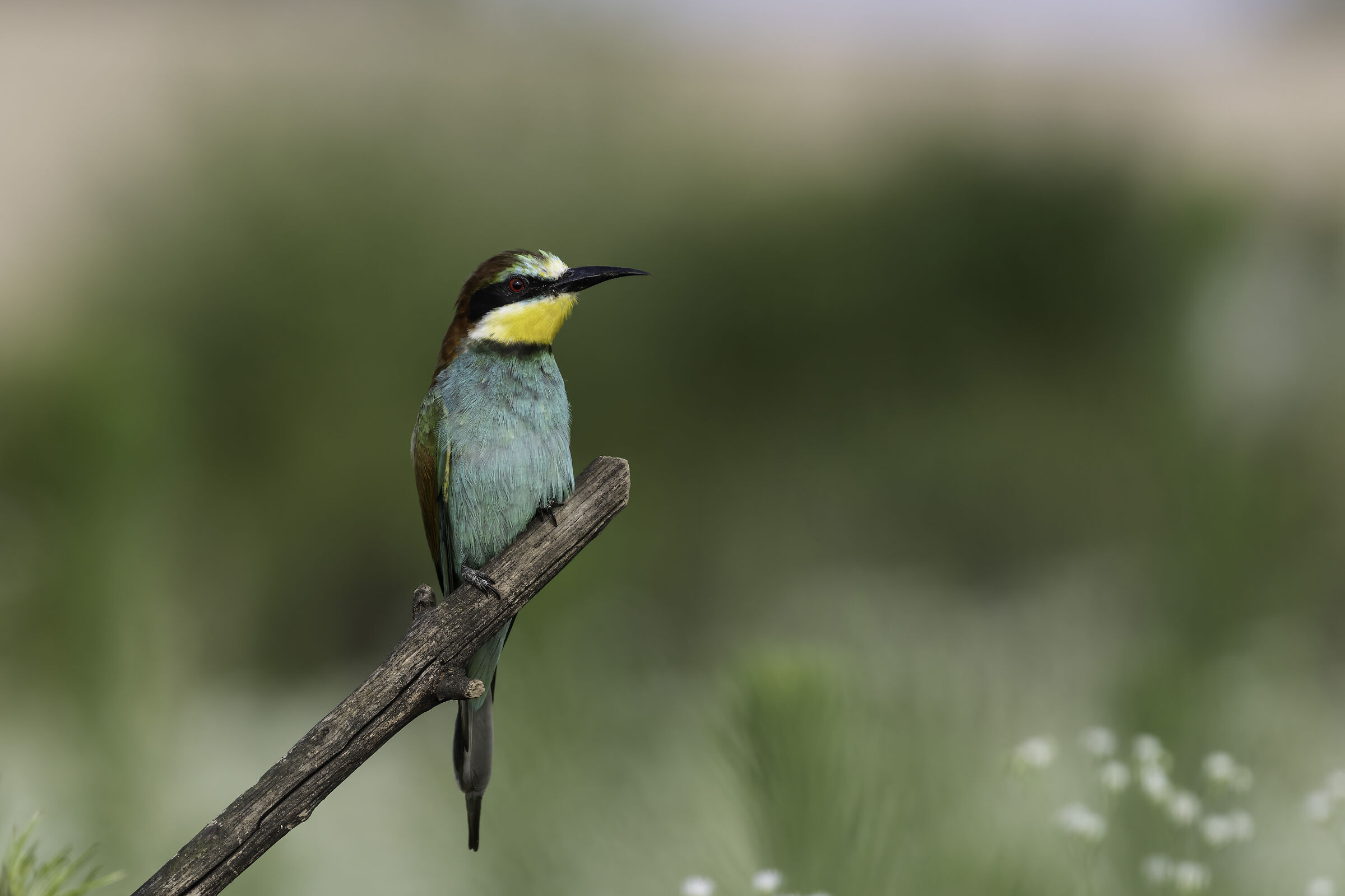 Bee-eater