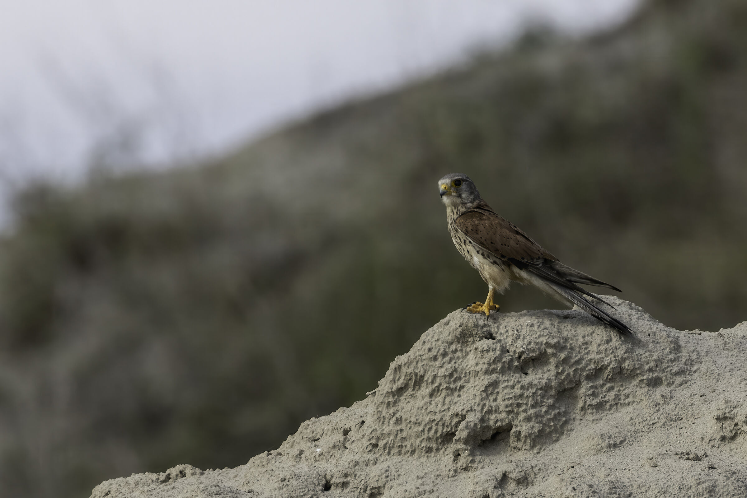 Kestrel