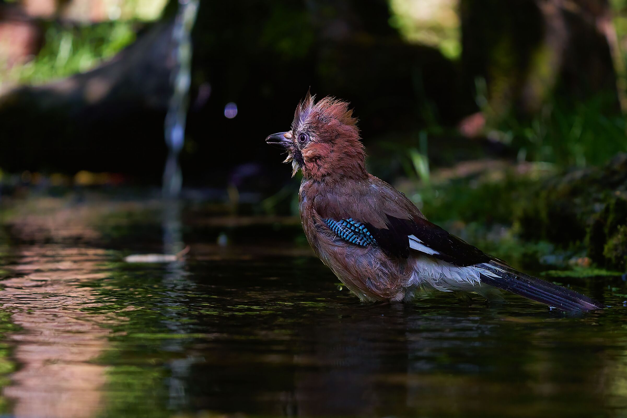 Jay