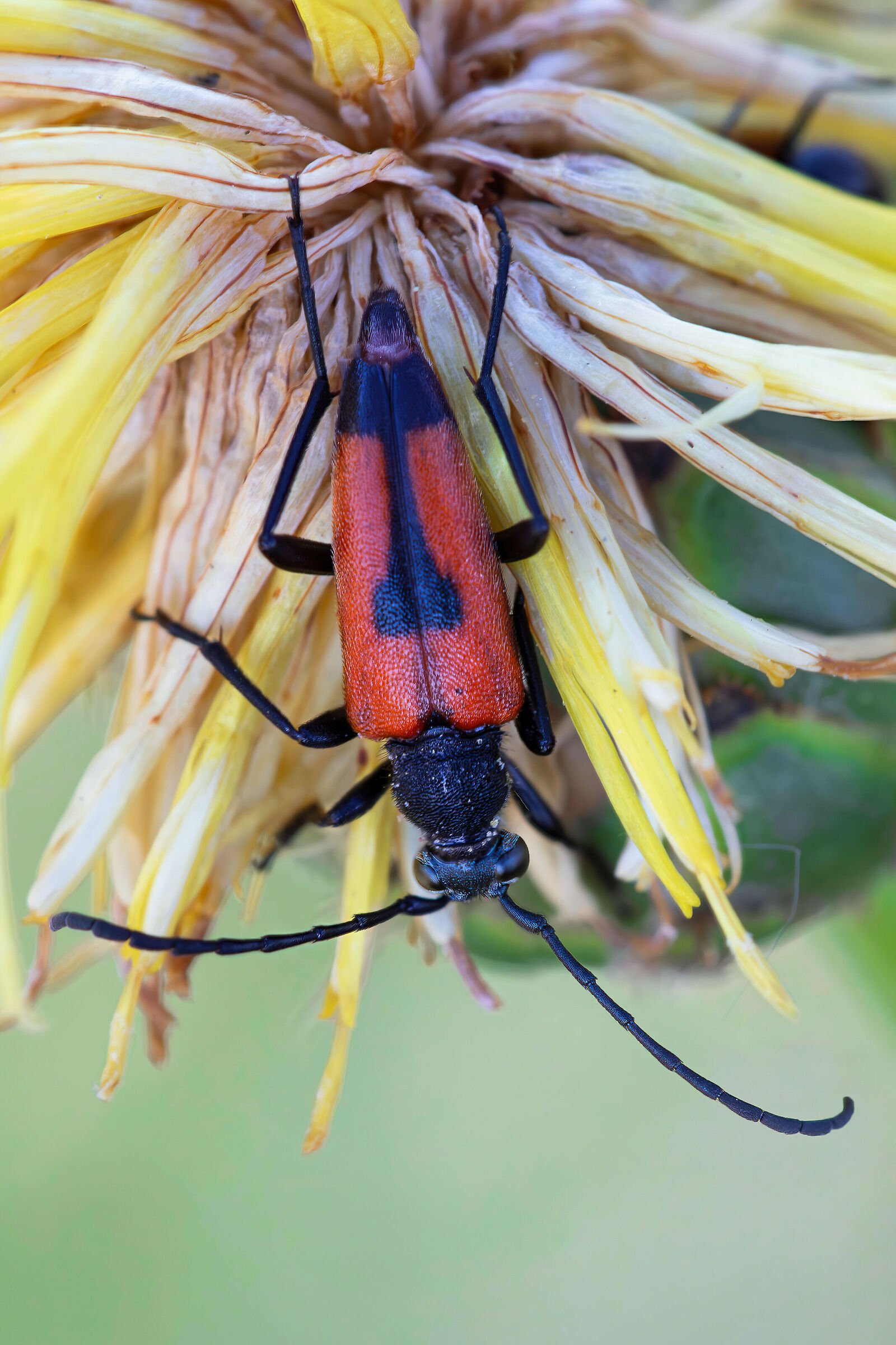 Stictoleptura cordigera