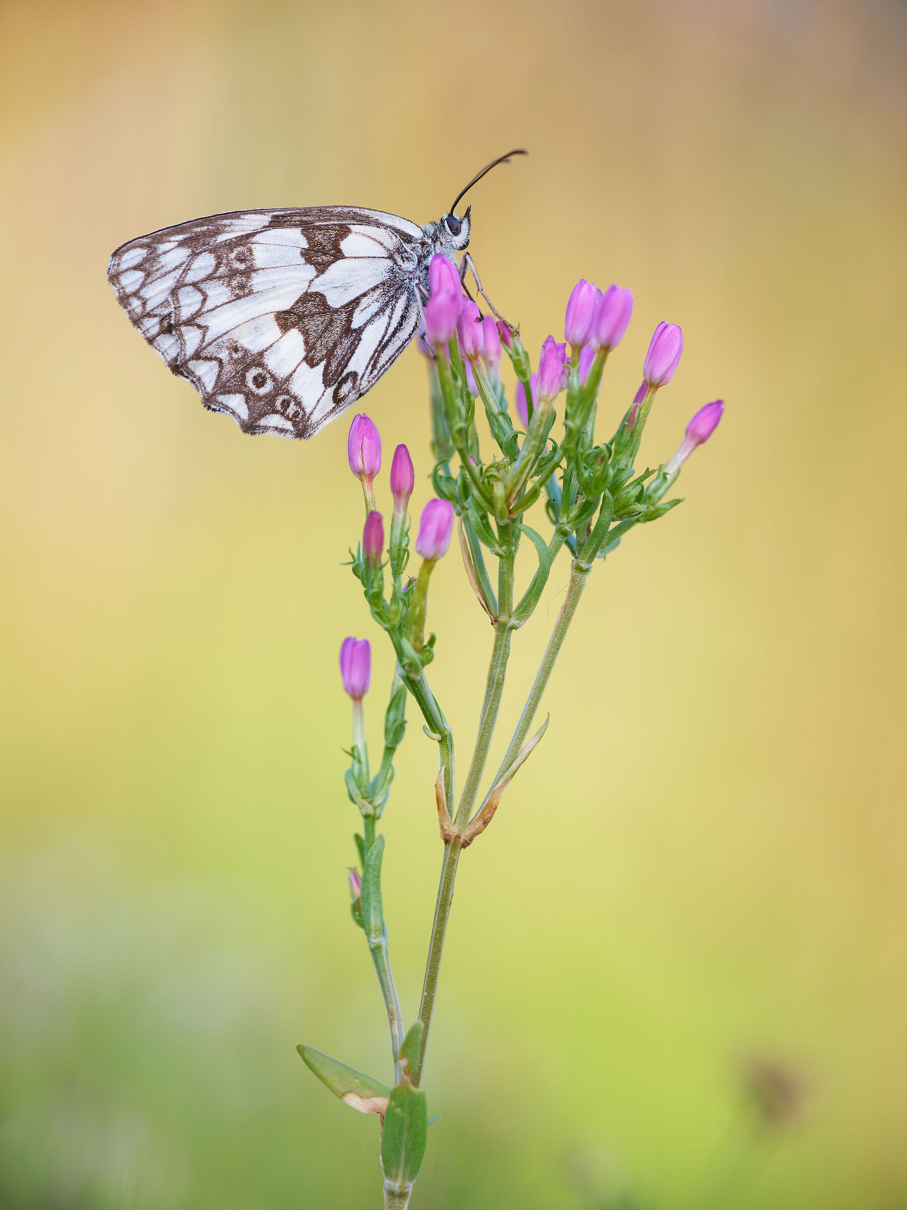 Melanargia galathea